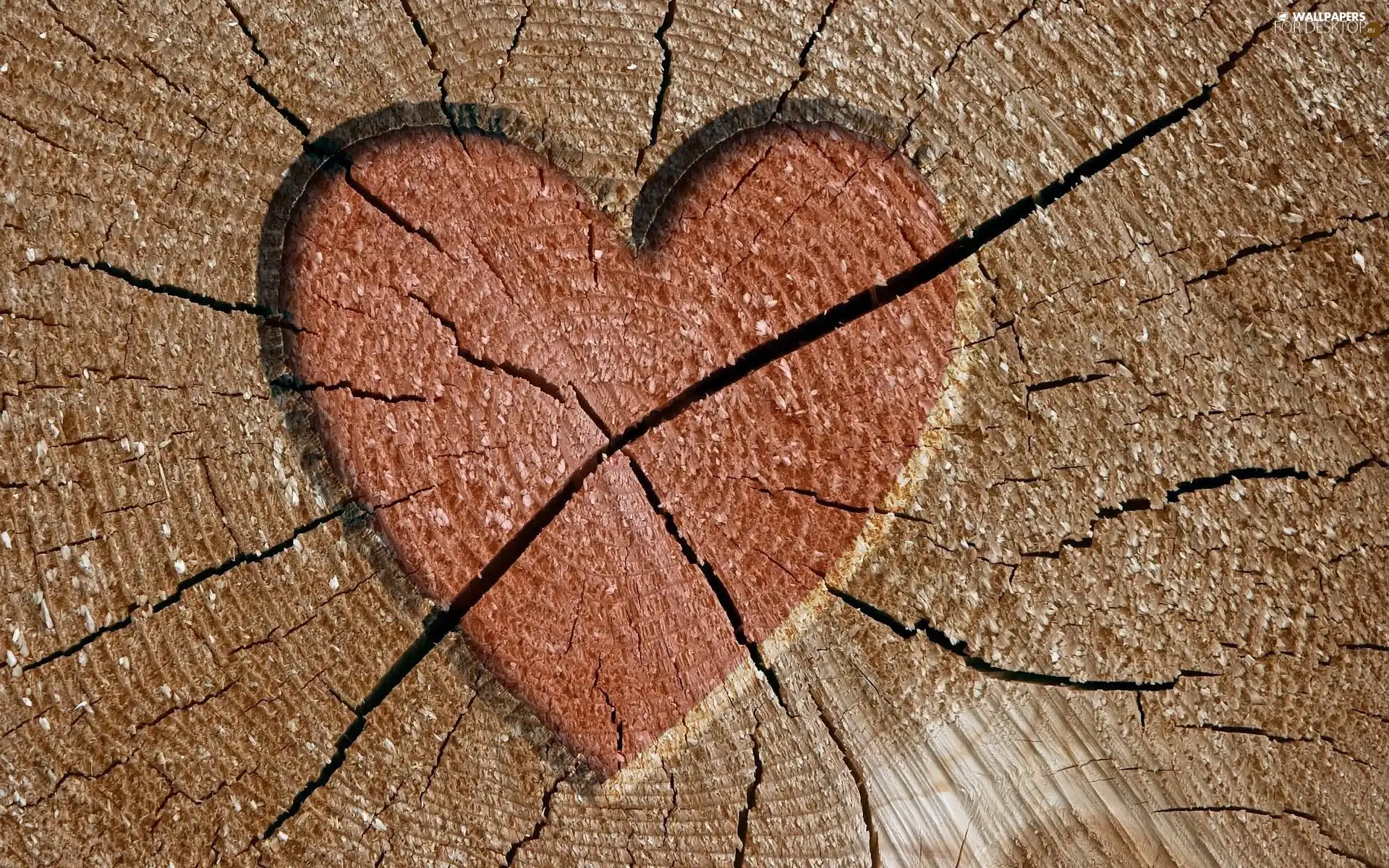 carved, Heart, trees, viewes, trunk