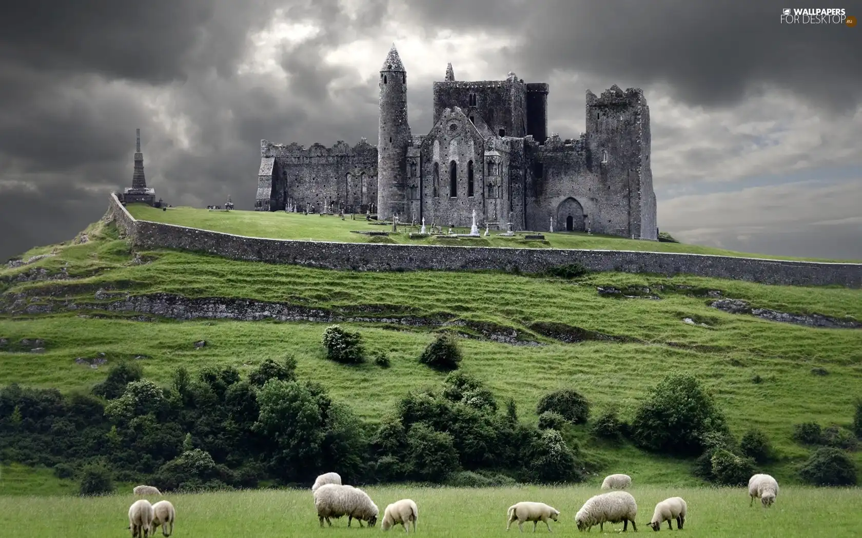 sheep, Castle
