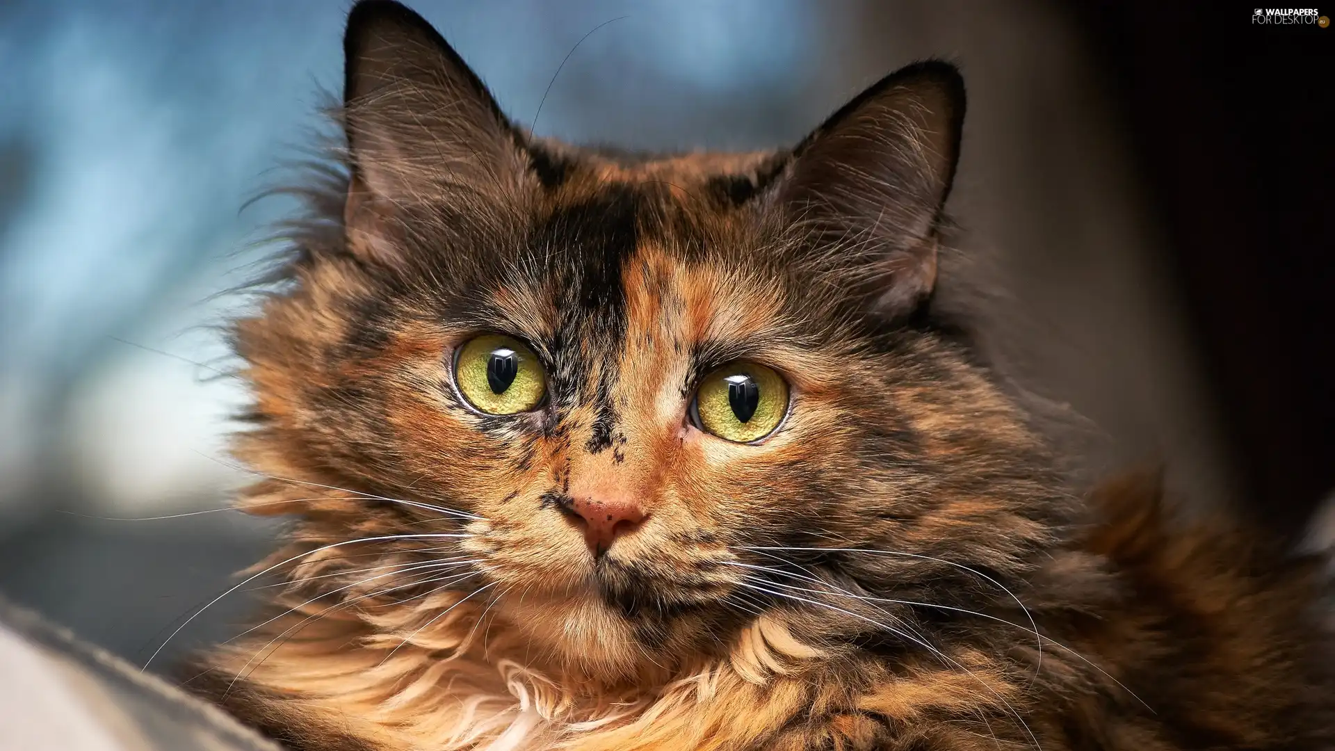 Maine Coon, pinto, cat