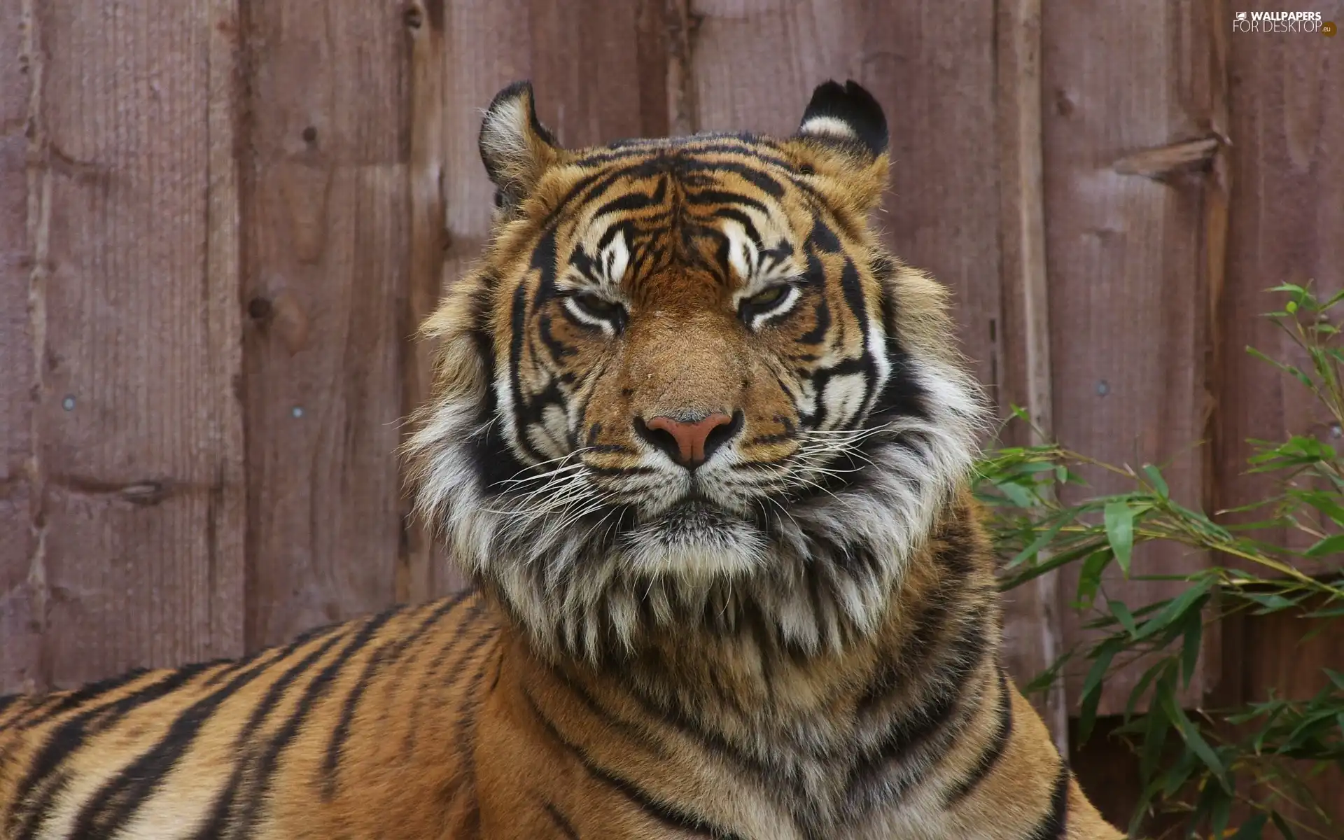 cat, tiger, dangerous