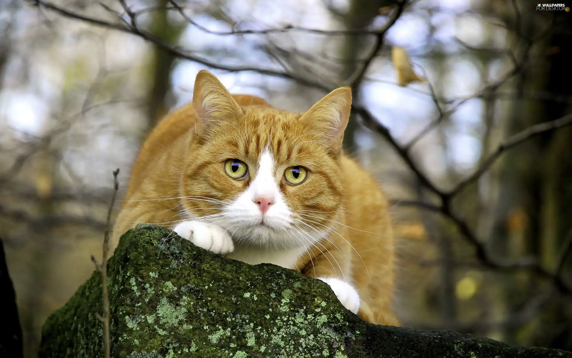 cat, lurking, ginger