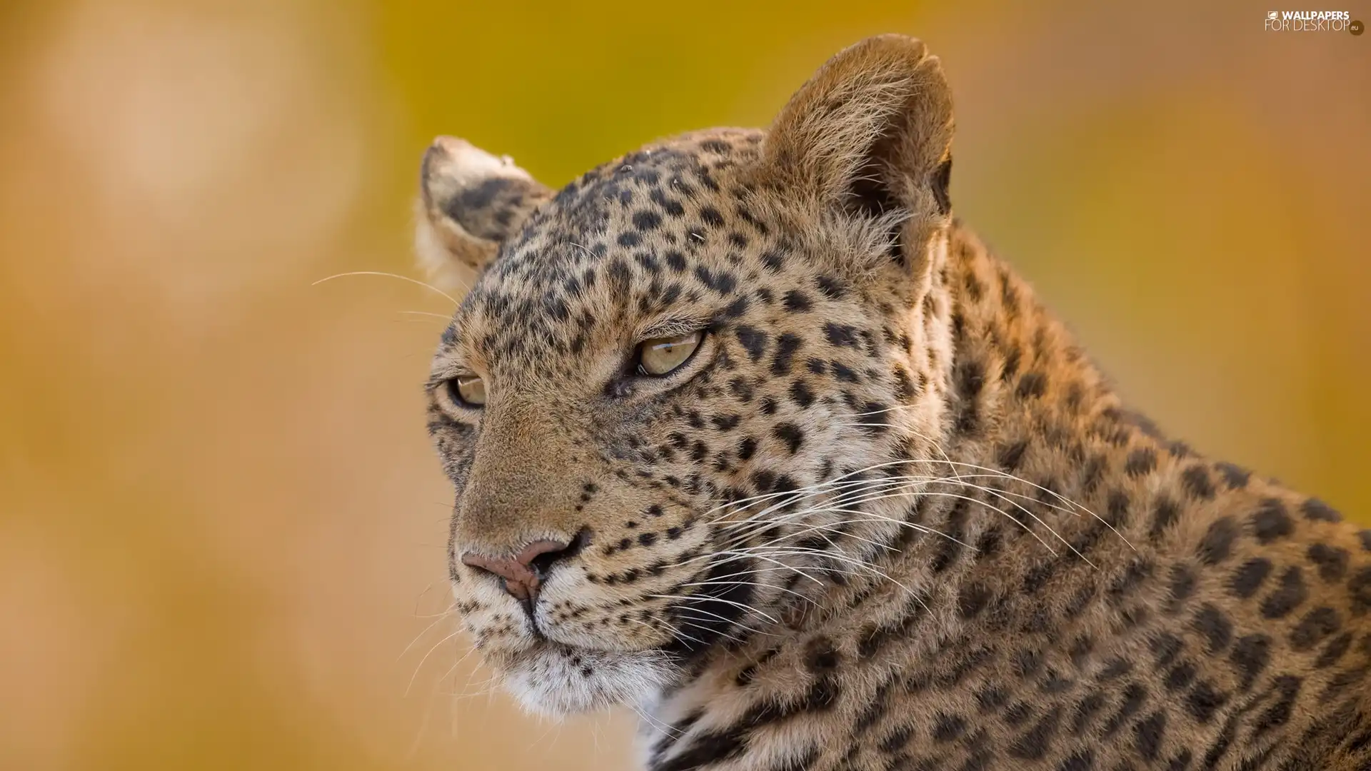 Head, Leopards, Tiger-cat