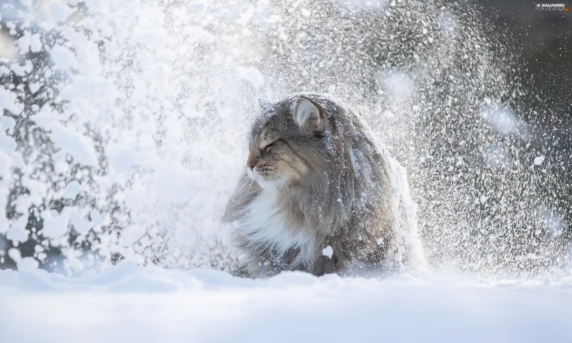 cat, winter, snow