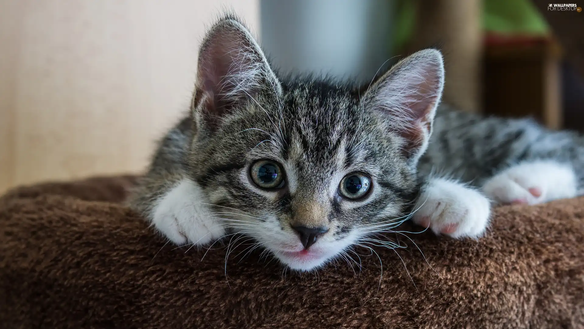 The look, small, cat