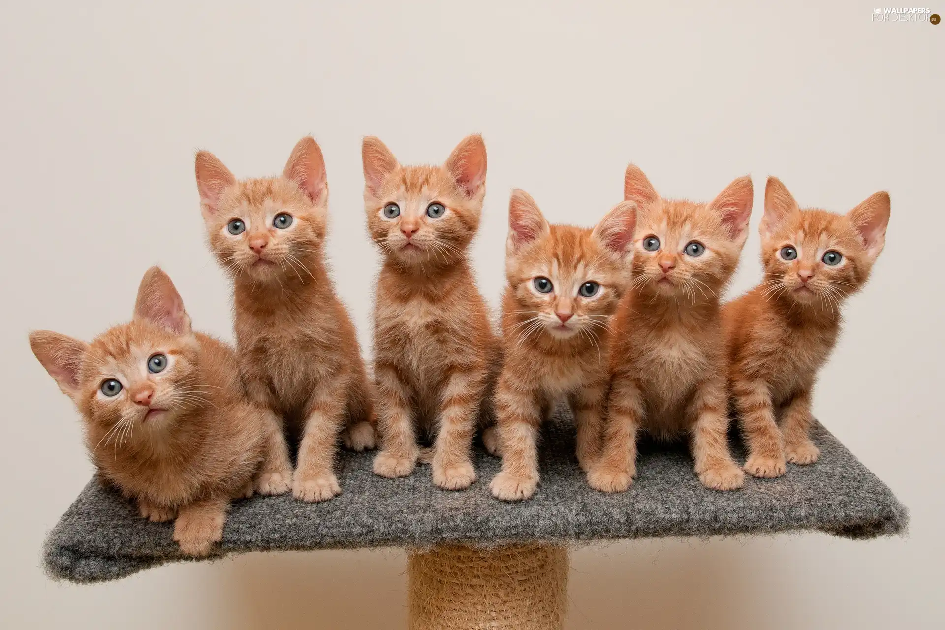 cats, six, Redheads