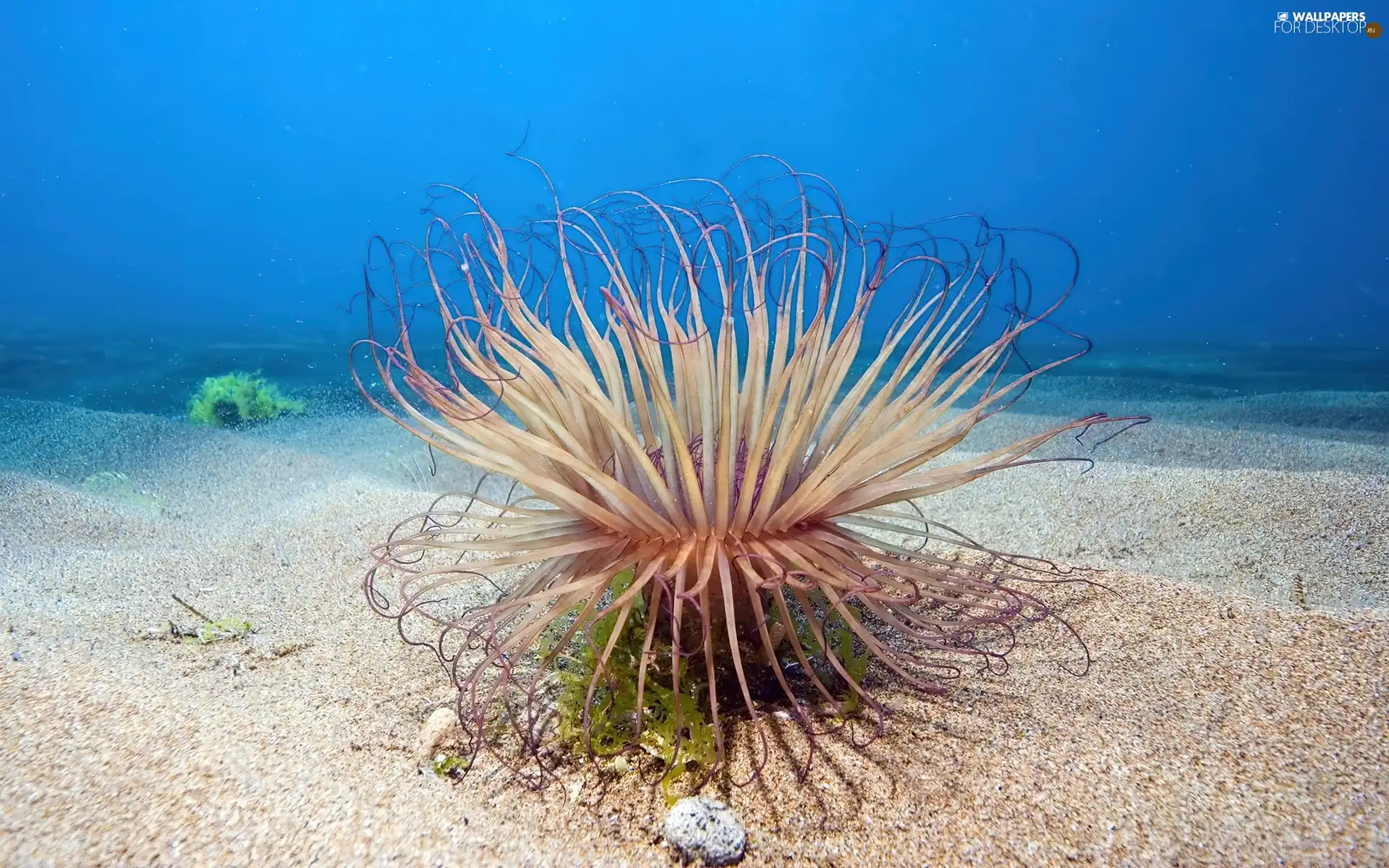 cay, Ocean, depths