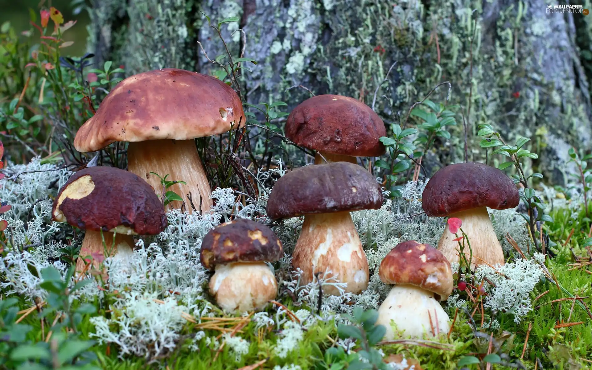 sheathing, folks, ceps, forester