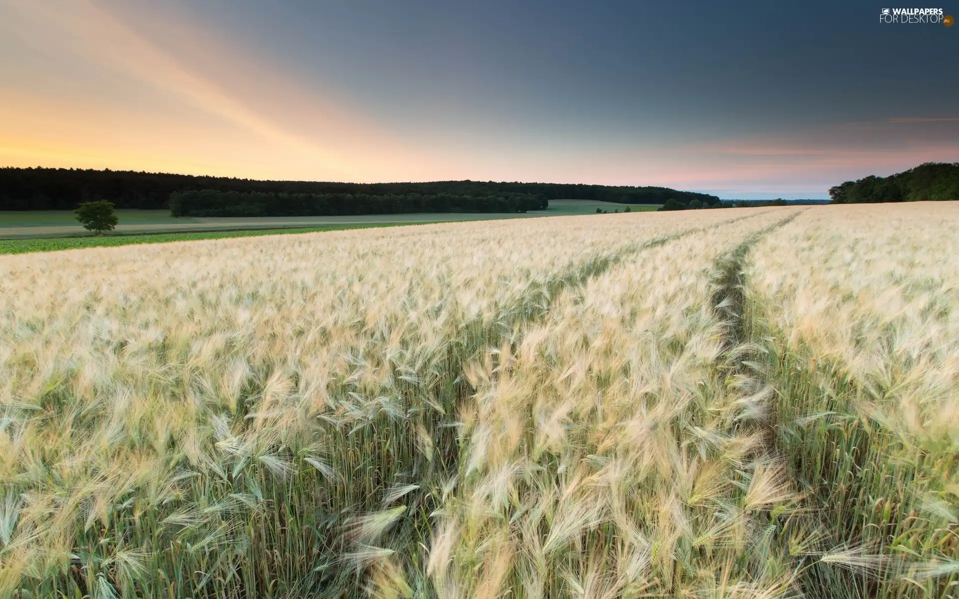 cereals, cultivation, sun, forest, west