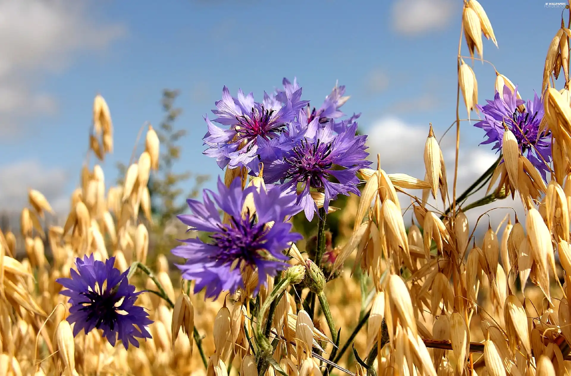 cereals, cornflowers, Ears