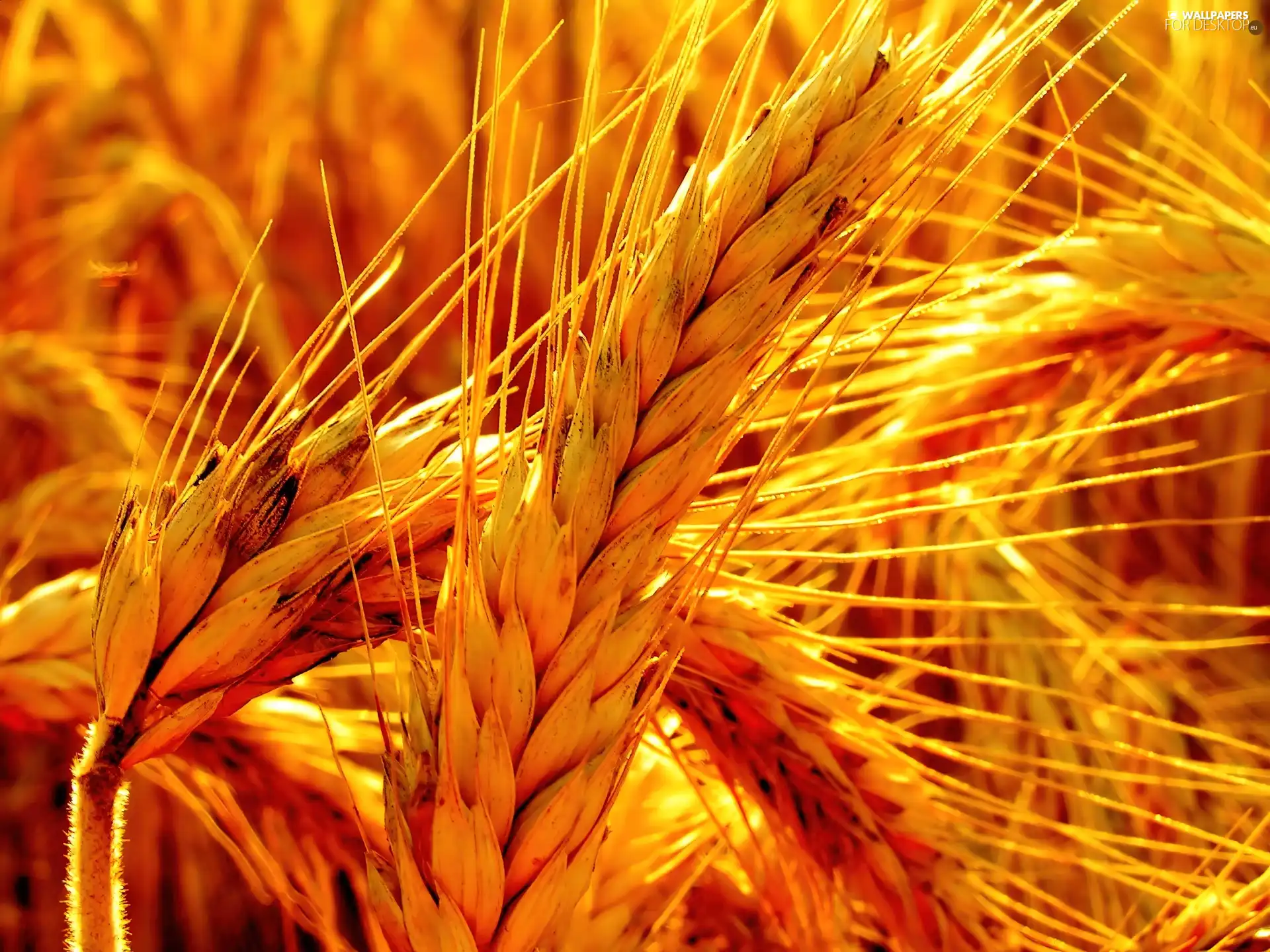 cereals, Golden, Ears