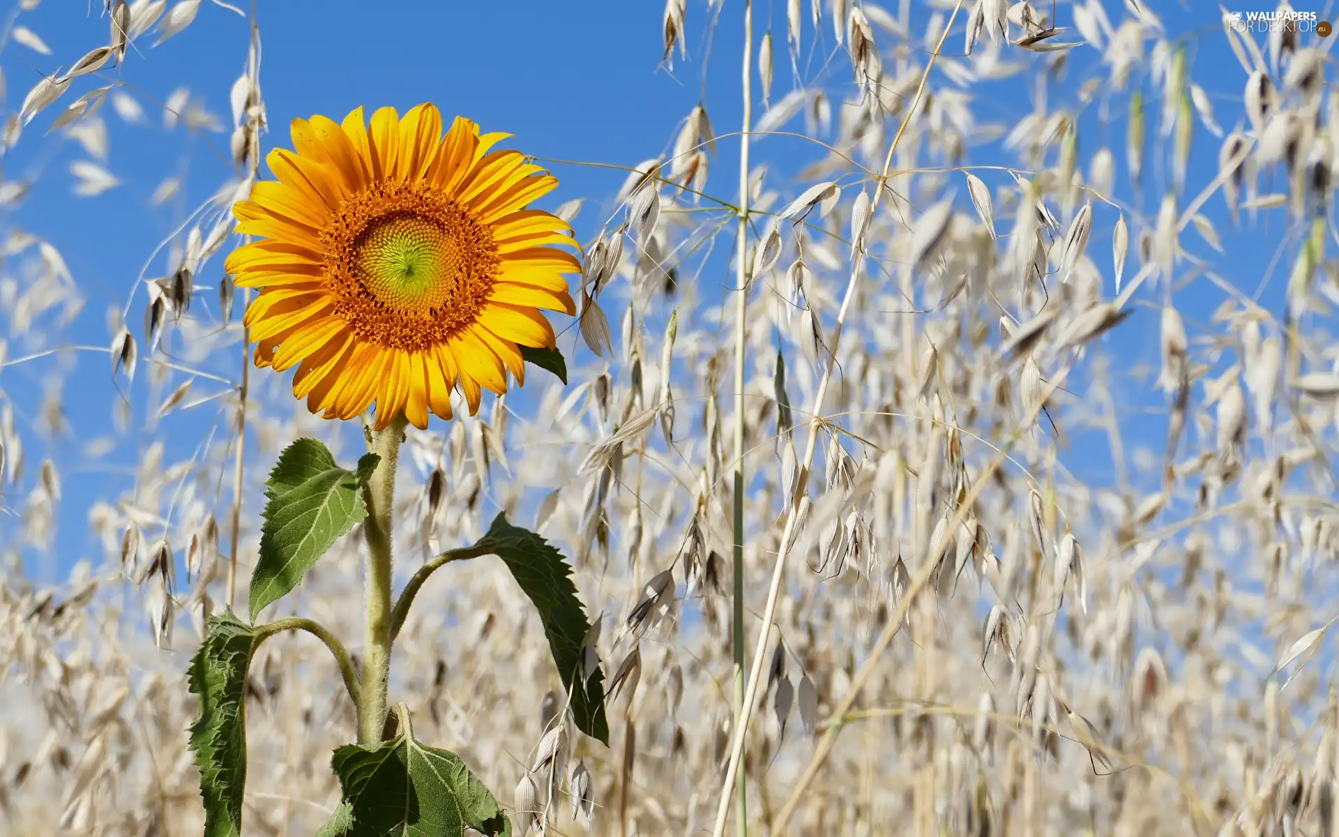cereals, Sunflower, Ears