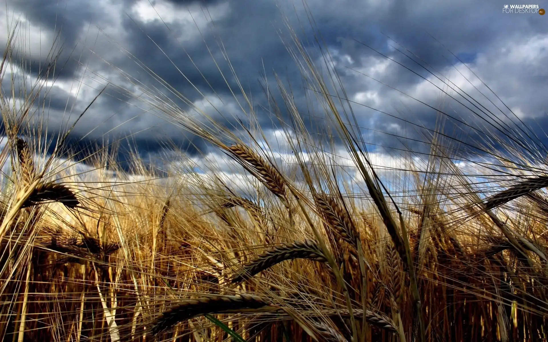 Sky, Ears, cereals, clouds