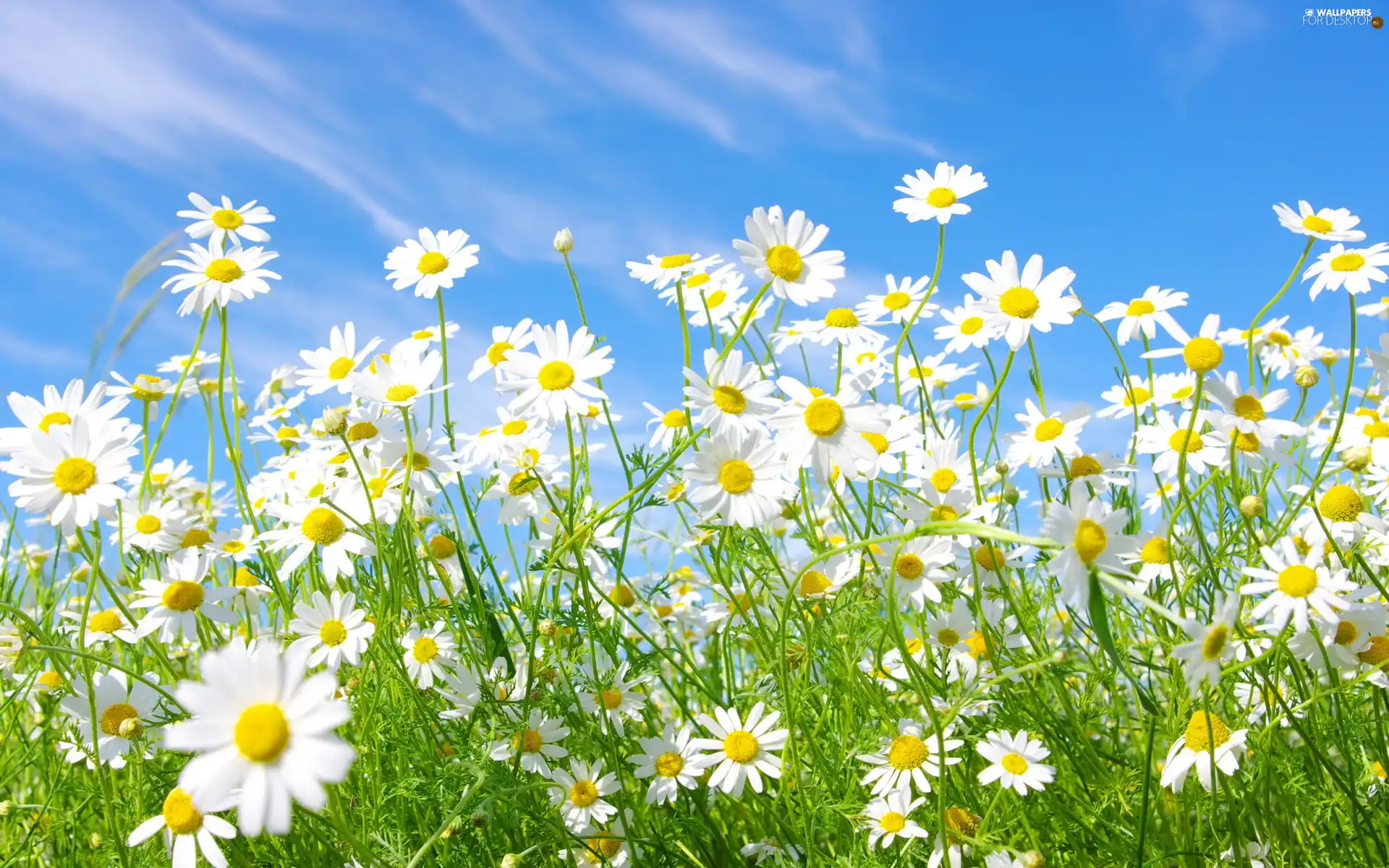 blue, Flowers, chamomile, Sky