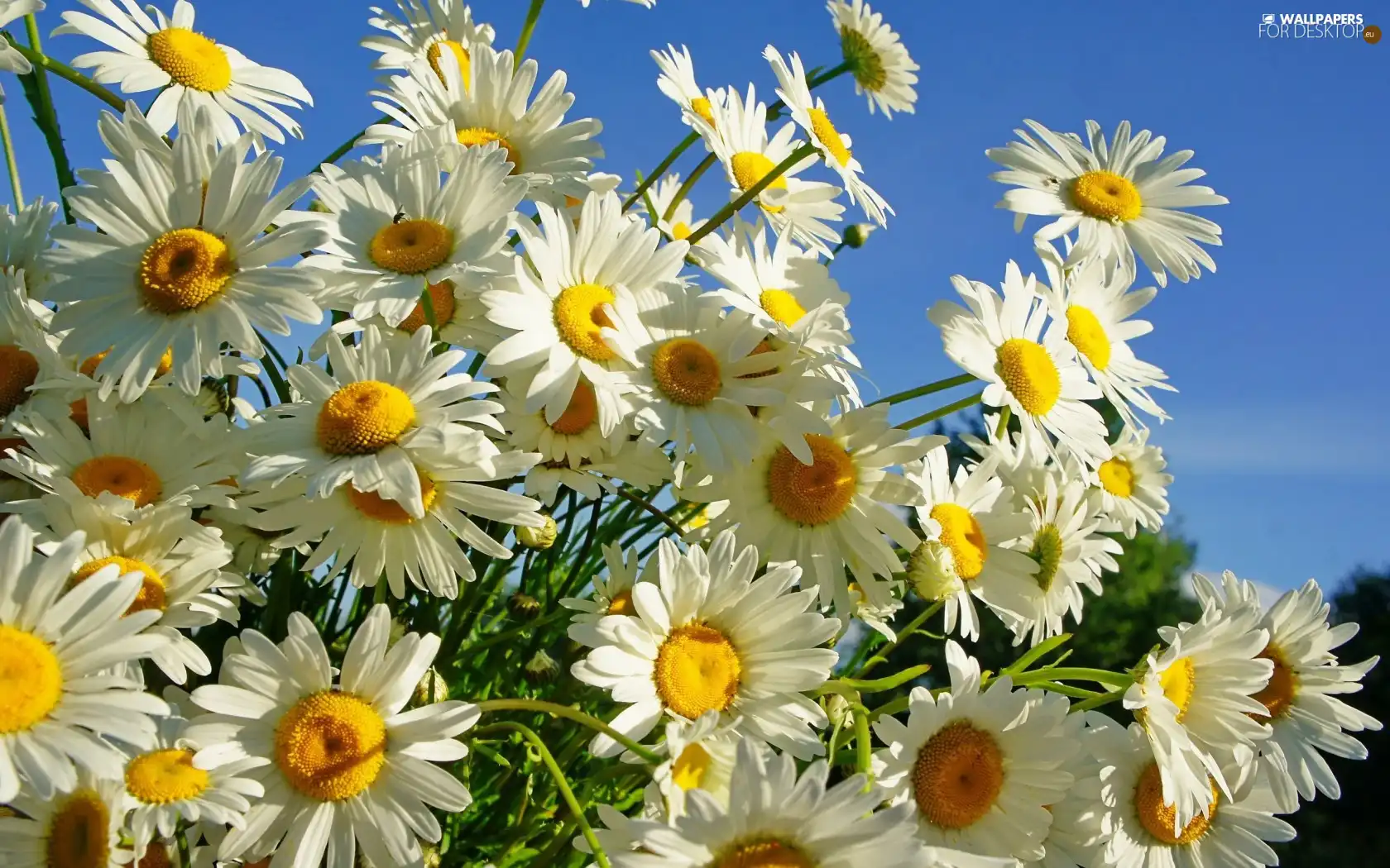 Flowers, chamomile