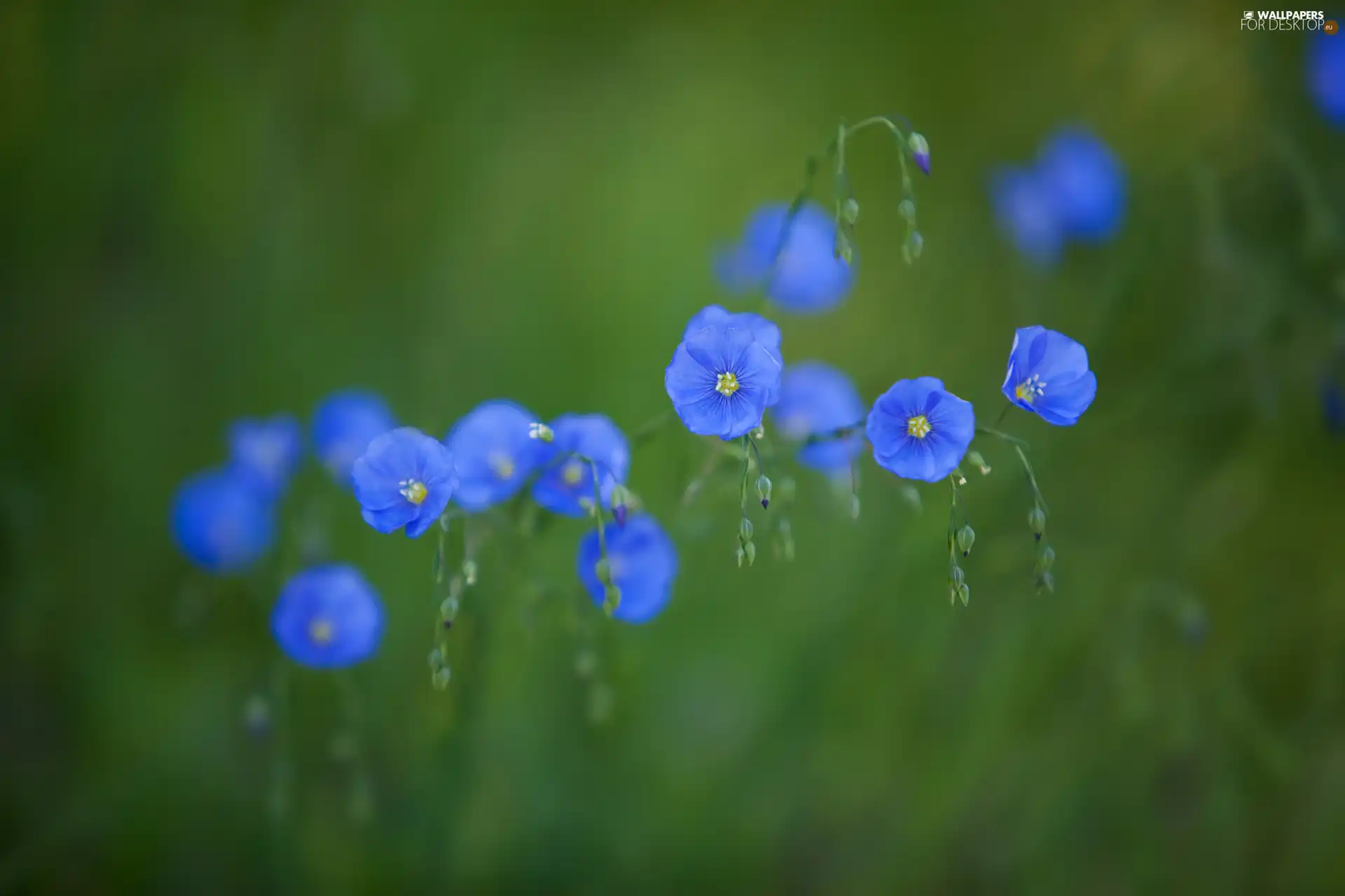 Flowers, little doggies, change