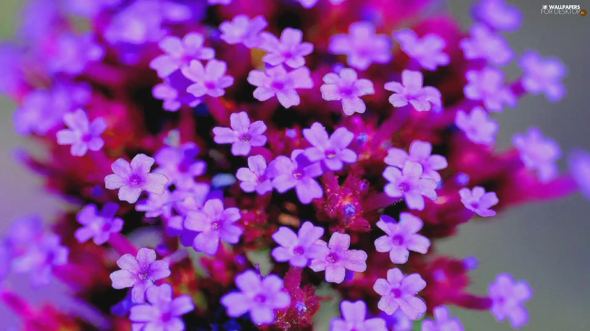 Flowers, Verbena garden, change