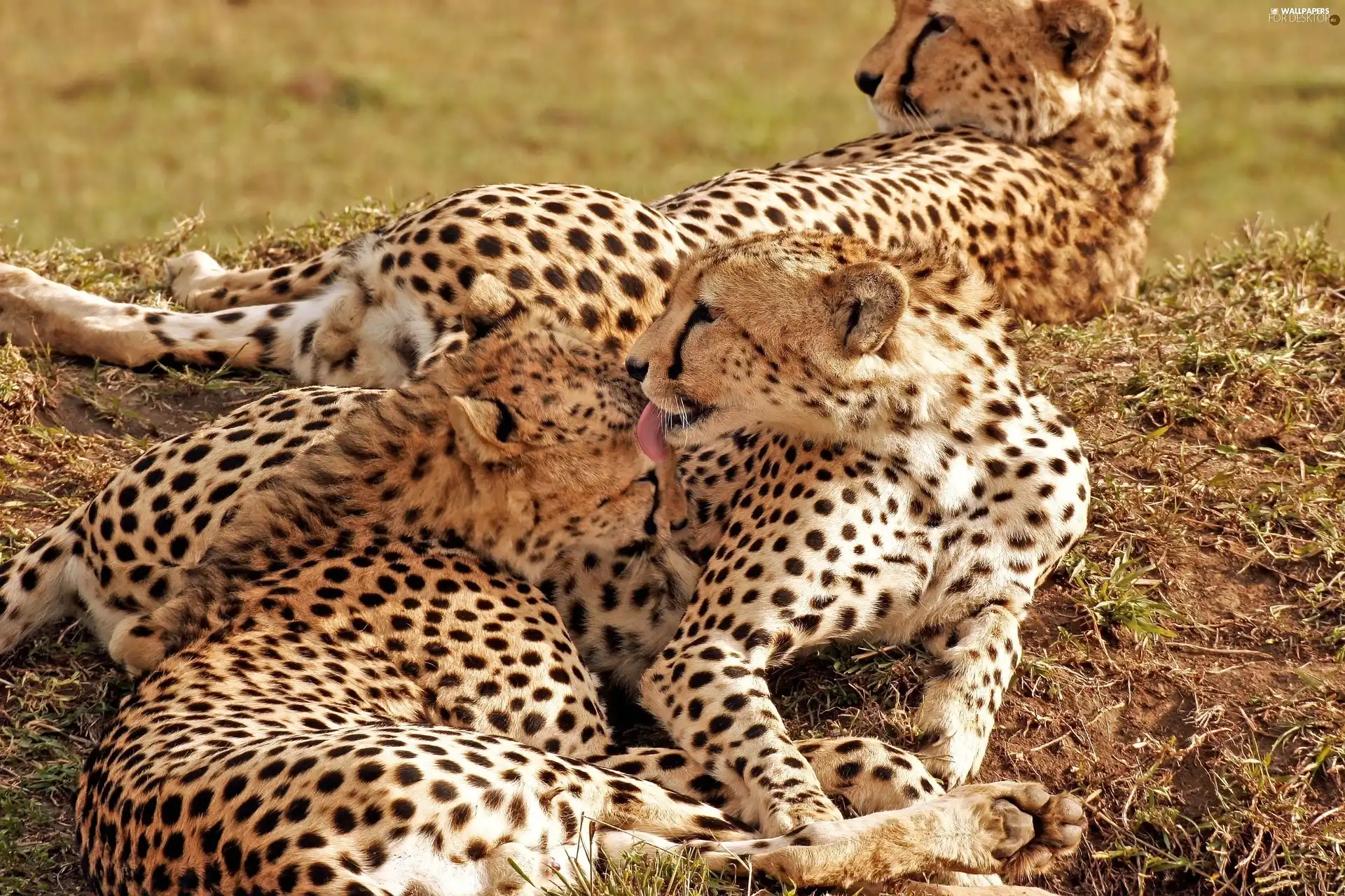 cheetahs, folks, Arts