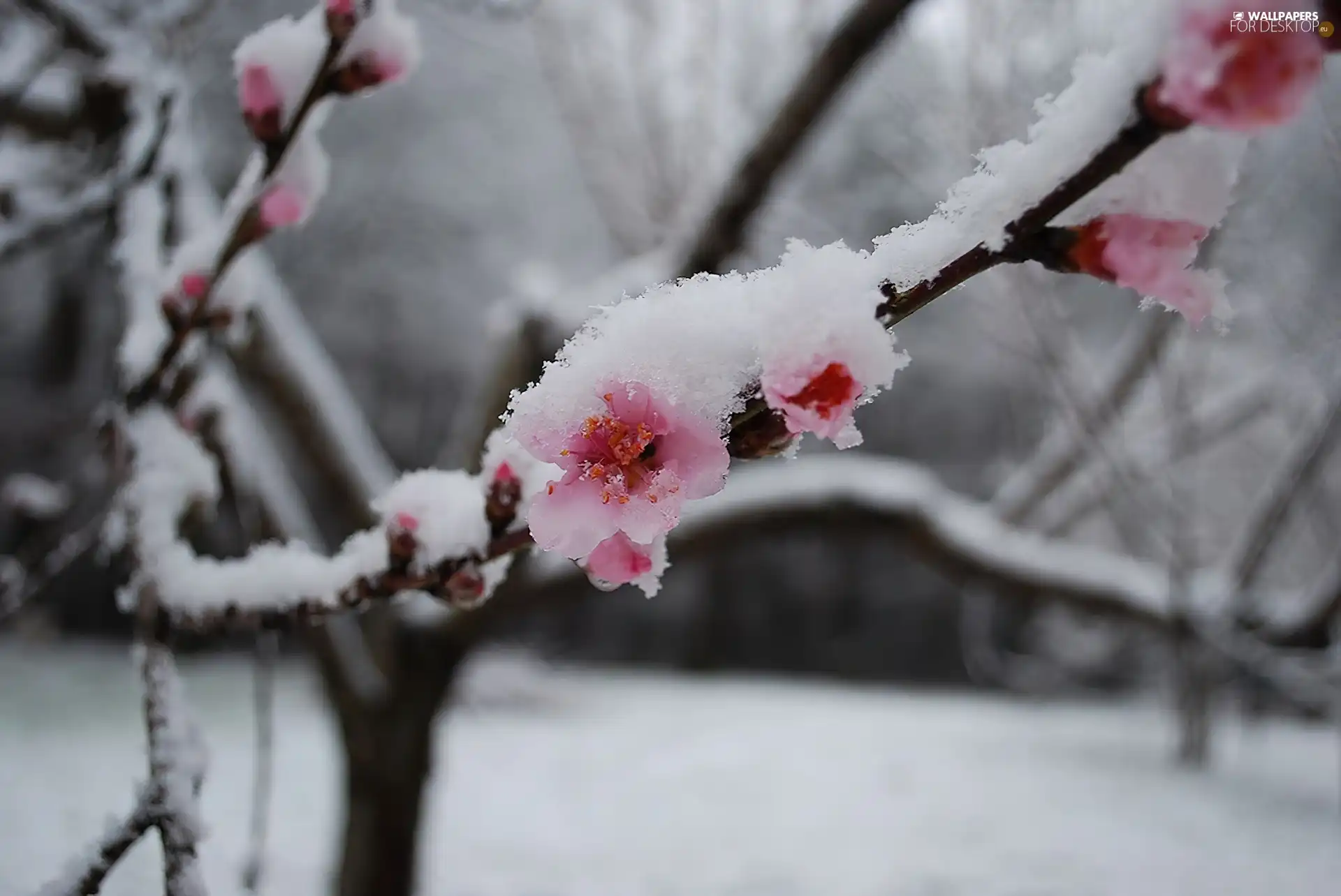 cherry, snow, Blossoming