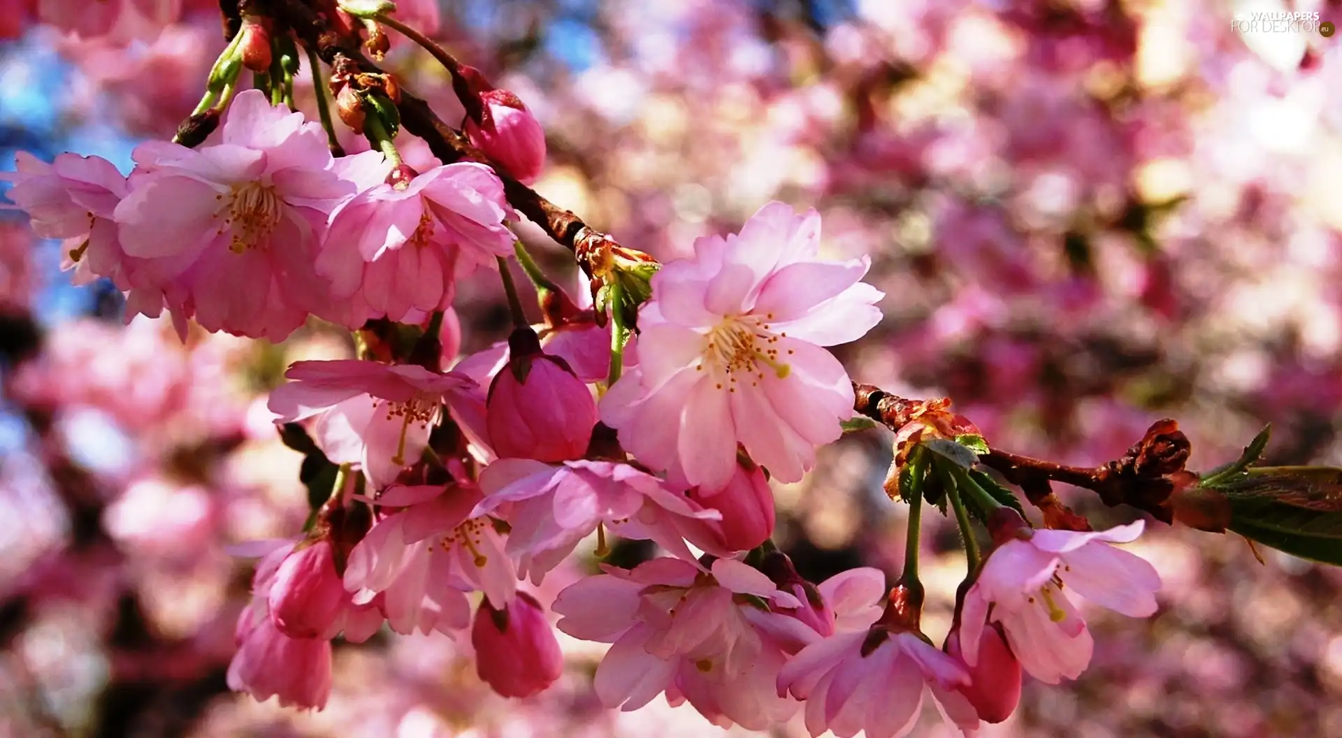 cherry, flourishing, trees