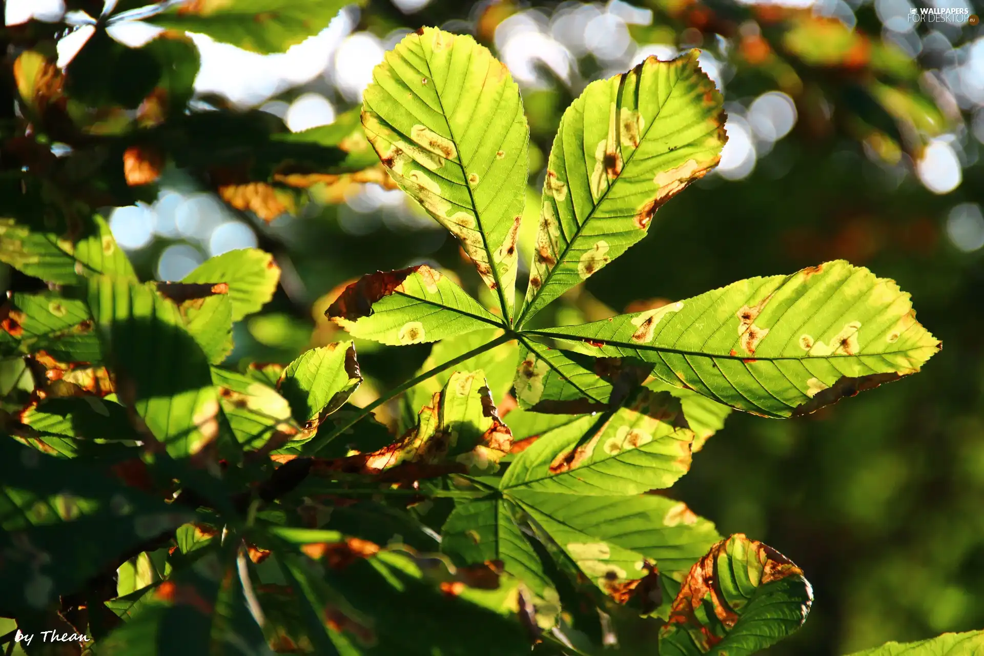 Leaf, chestnut