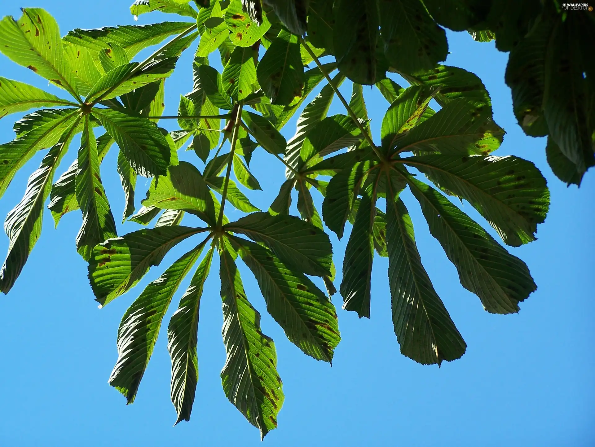 Leaf, chestnut