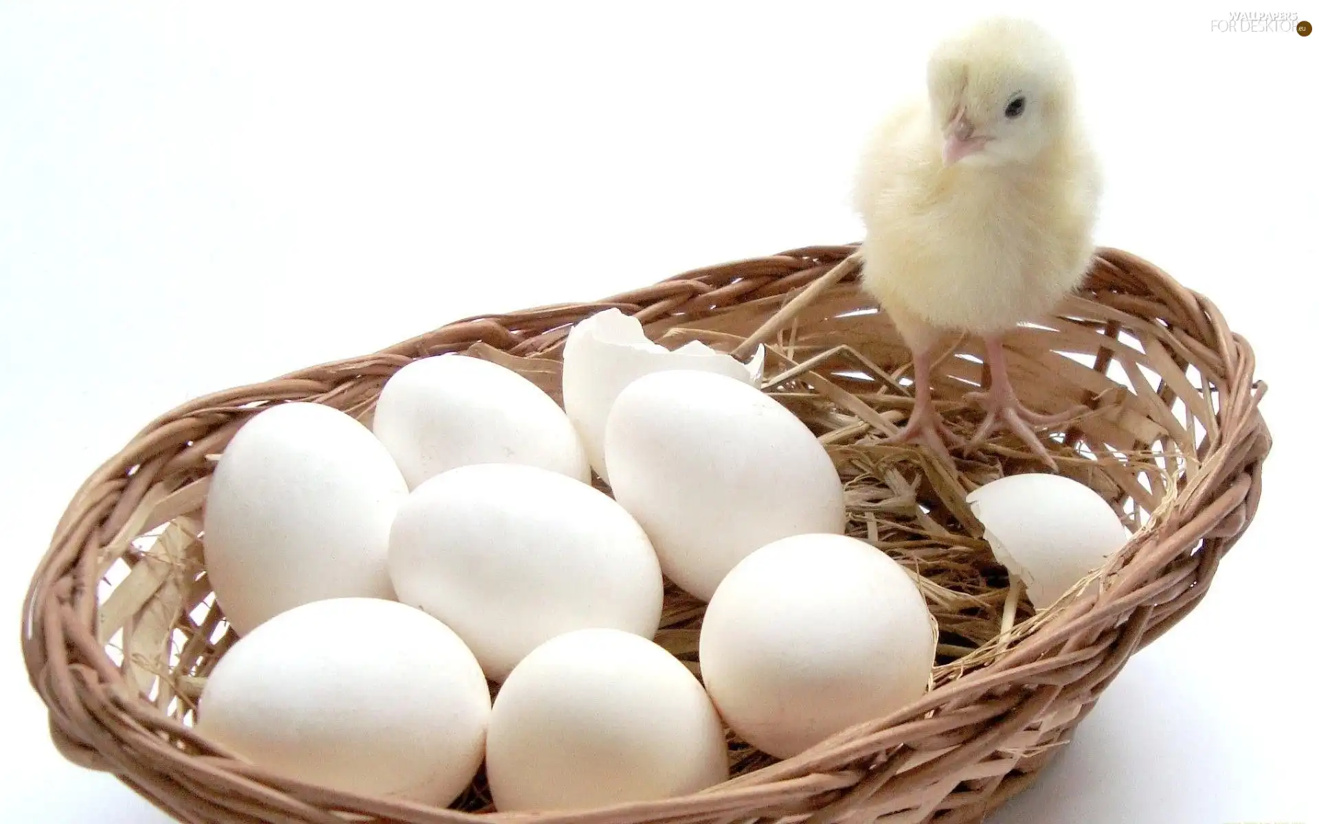 chicken, basket, eggs
