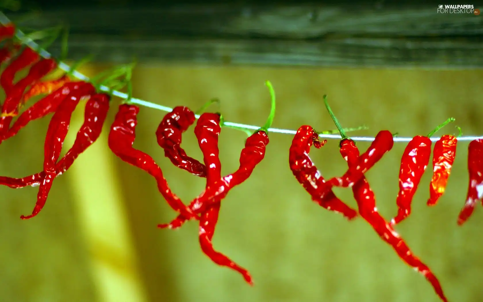 Chilies, Chili