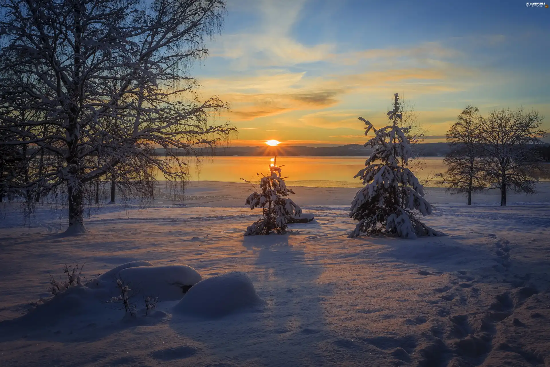 Christmas, Great Sunsets, trees, viewes, winter