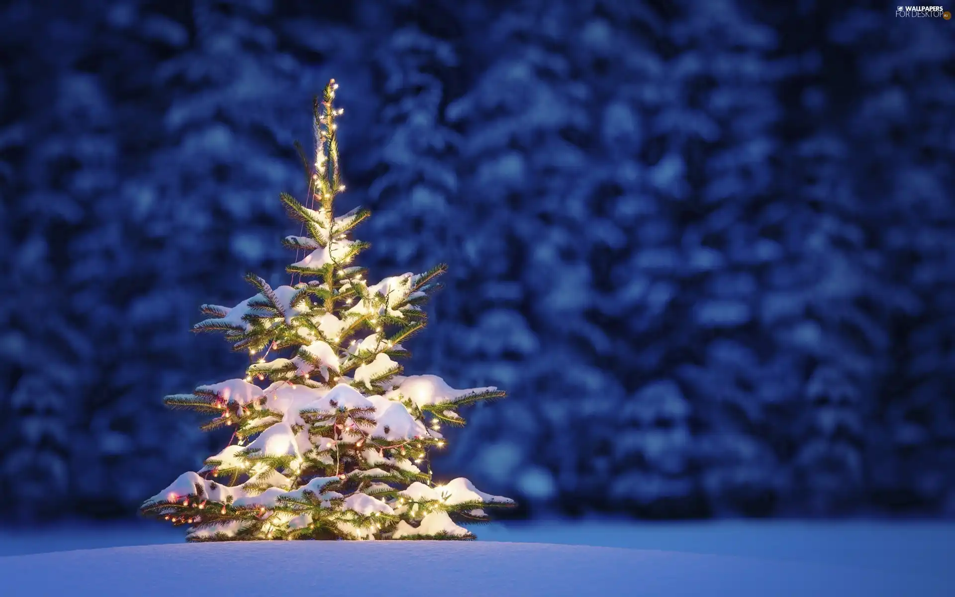 christmas tree, snow, christmas, light