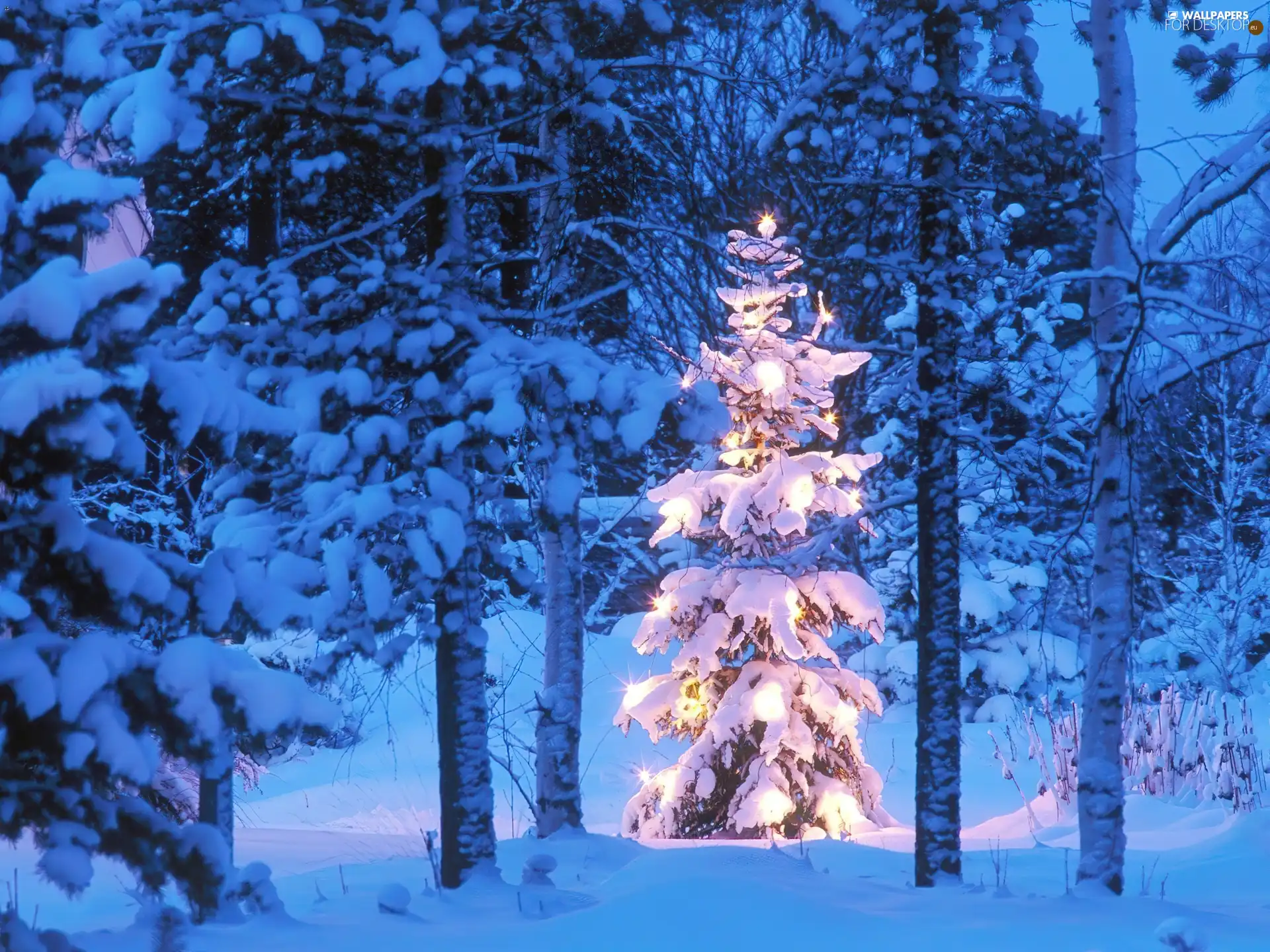 winter, flashing, christmas tree, forest