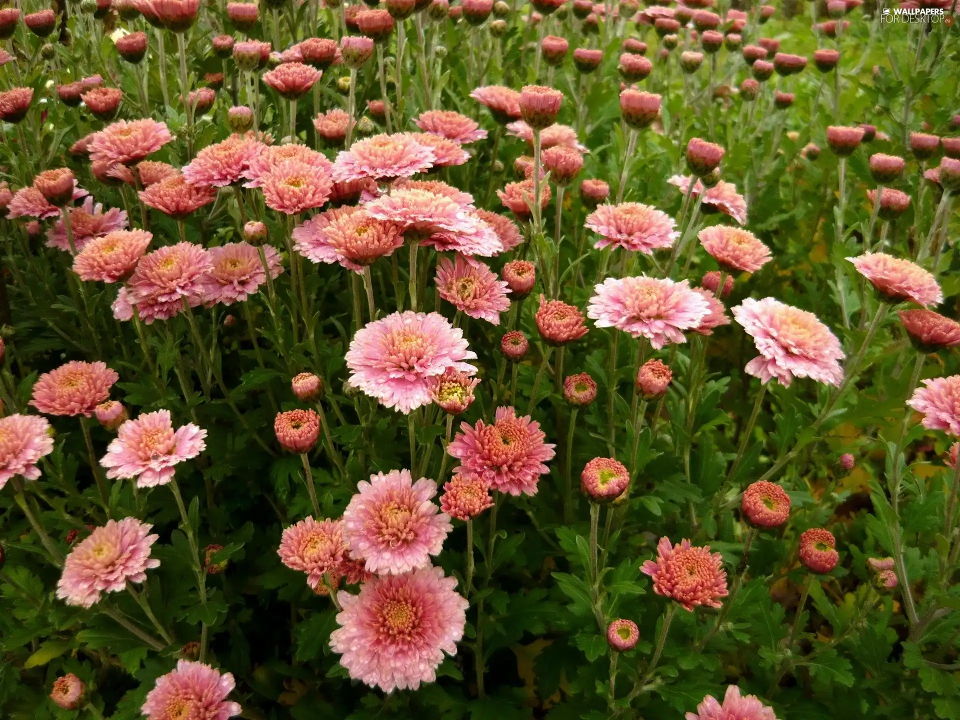 change, Flowers, Chrysanthemums, Pink