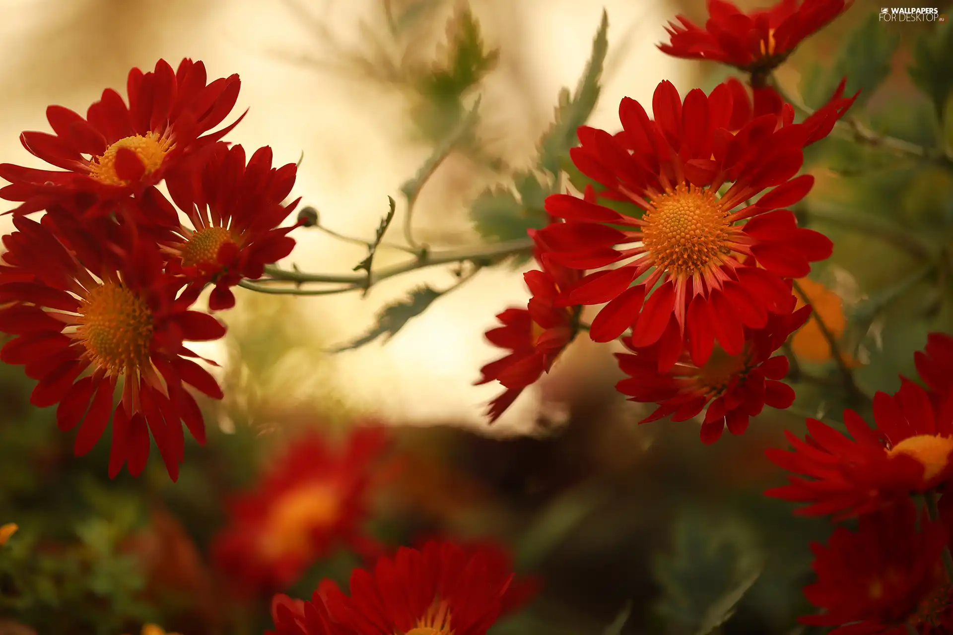 Chrysanthemums, Red, Flowers