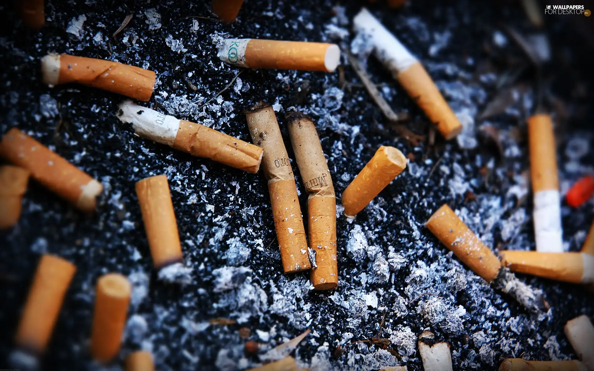 butts, cigarette