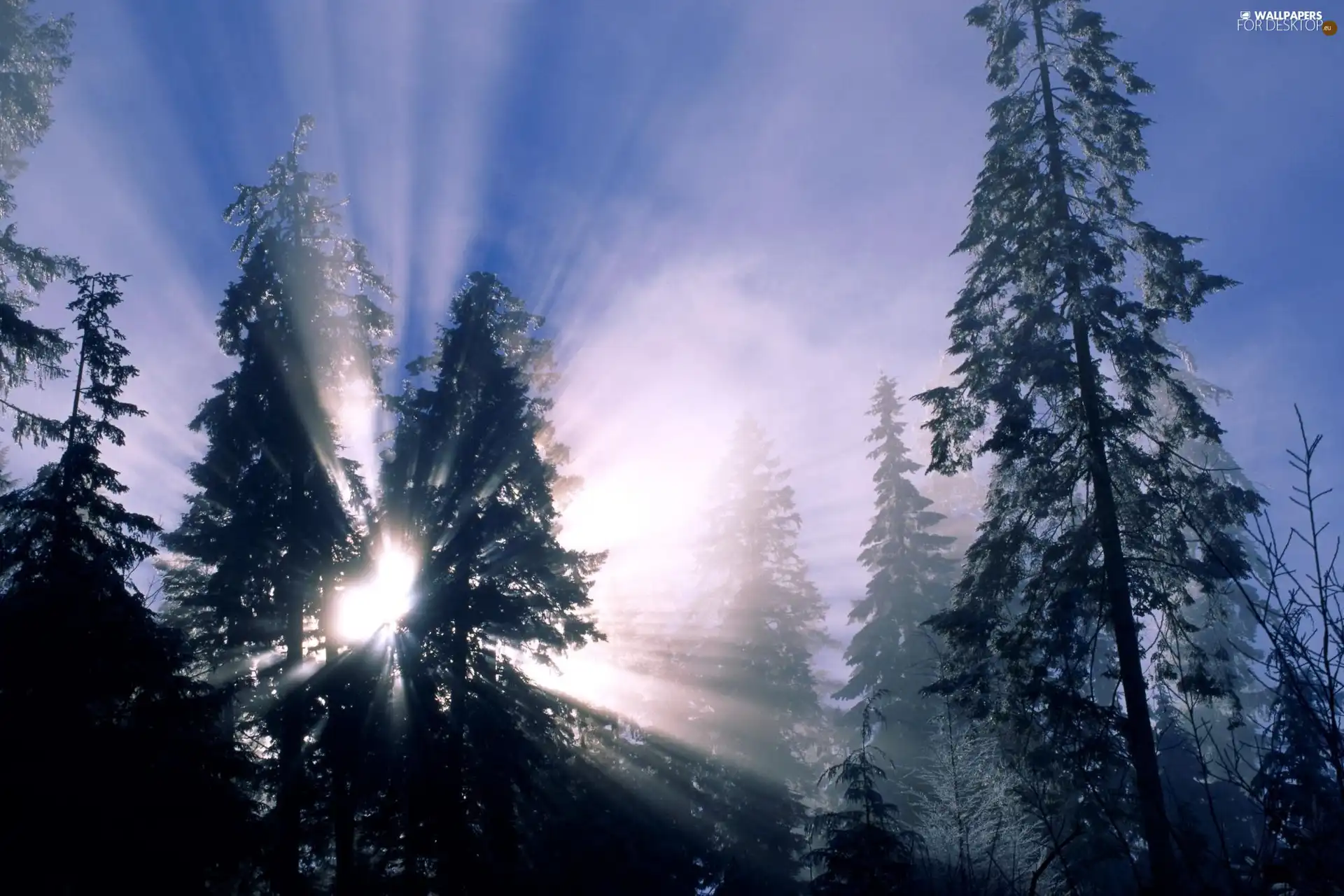 rays of the Sun, between, Christmas trees, The clear - For desktop