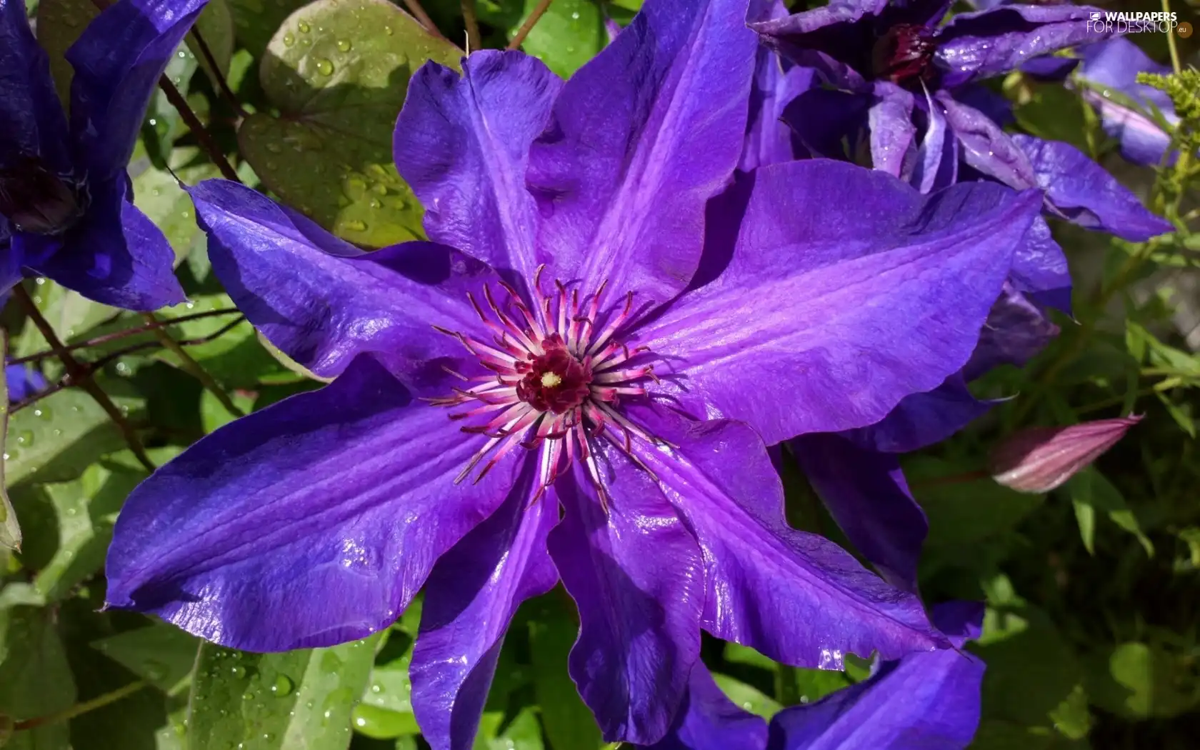Clematis, blue, traveller