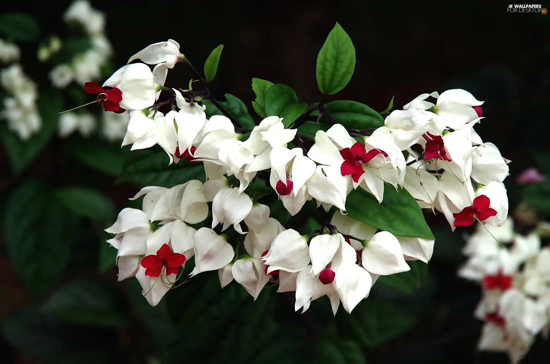 Clerodendrum, White, Flowers