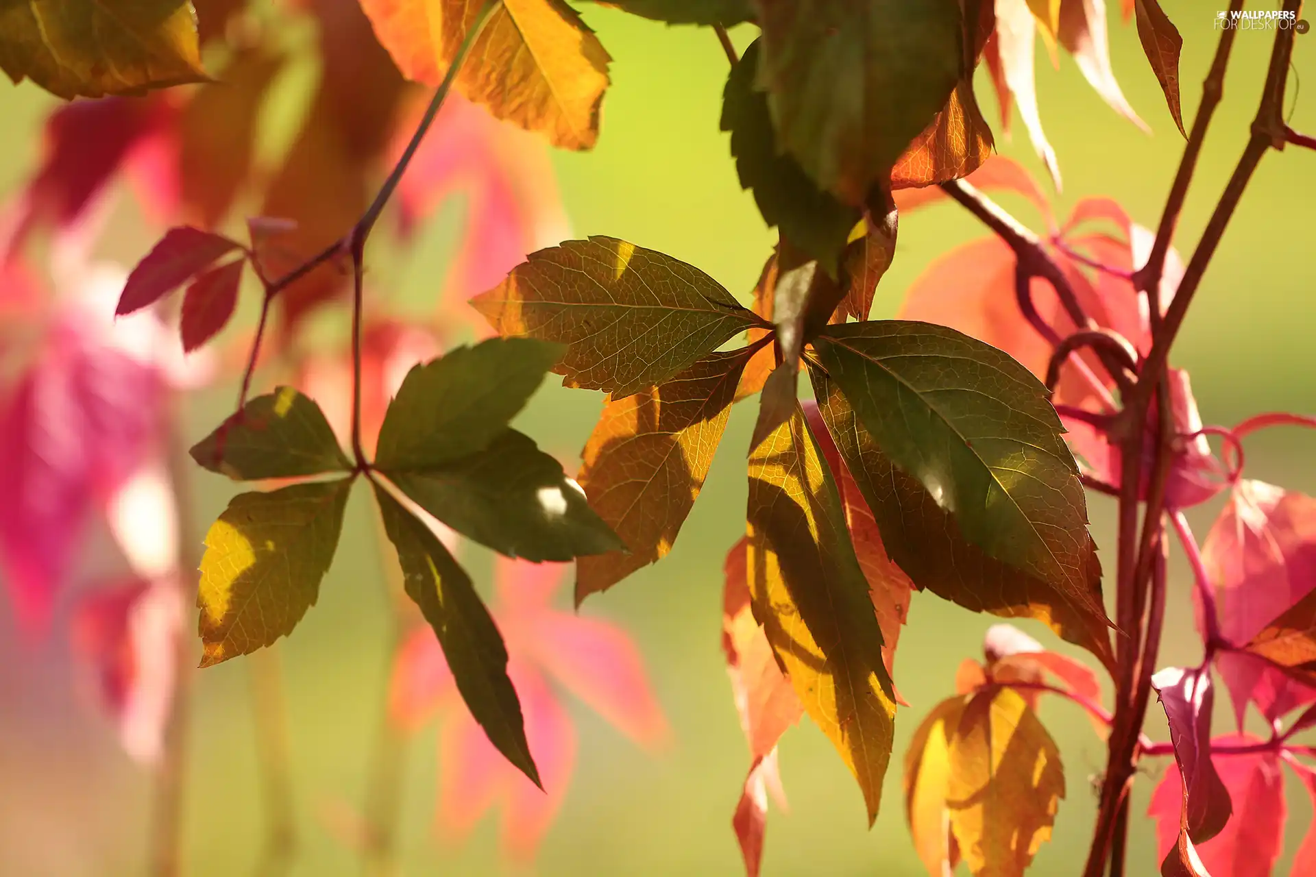 Red, Woodbine, Climbers, Leaf