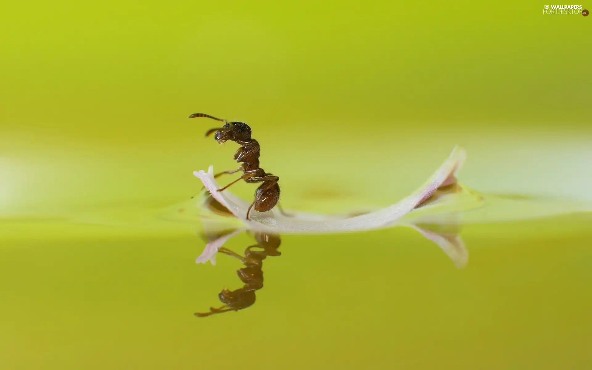 ant, Flower, Close, petal