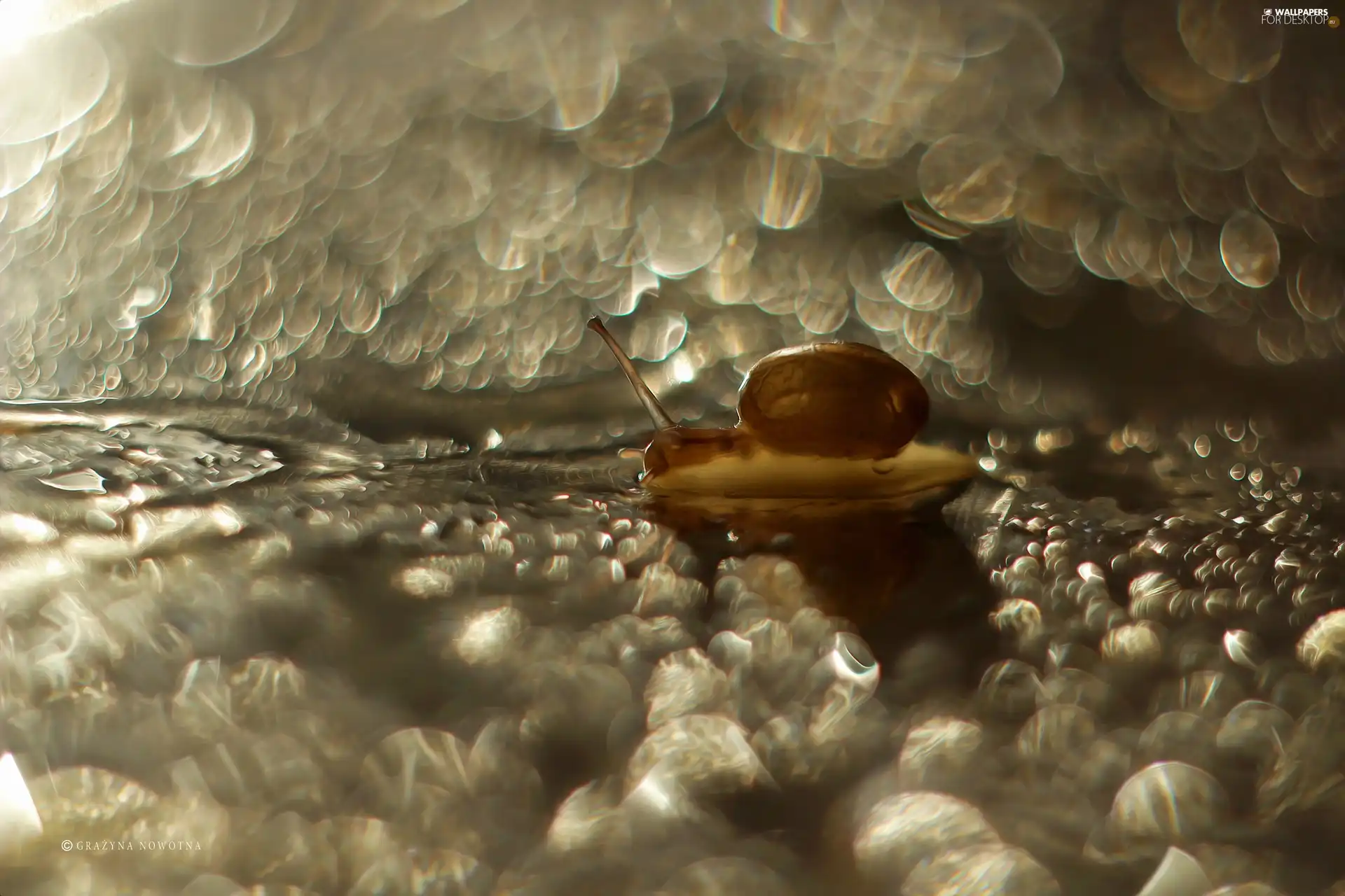 Close, Bokeh, ##, Blikach, snail