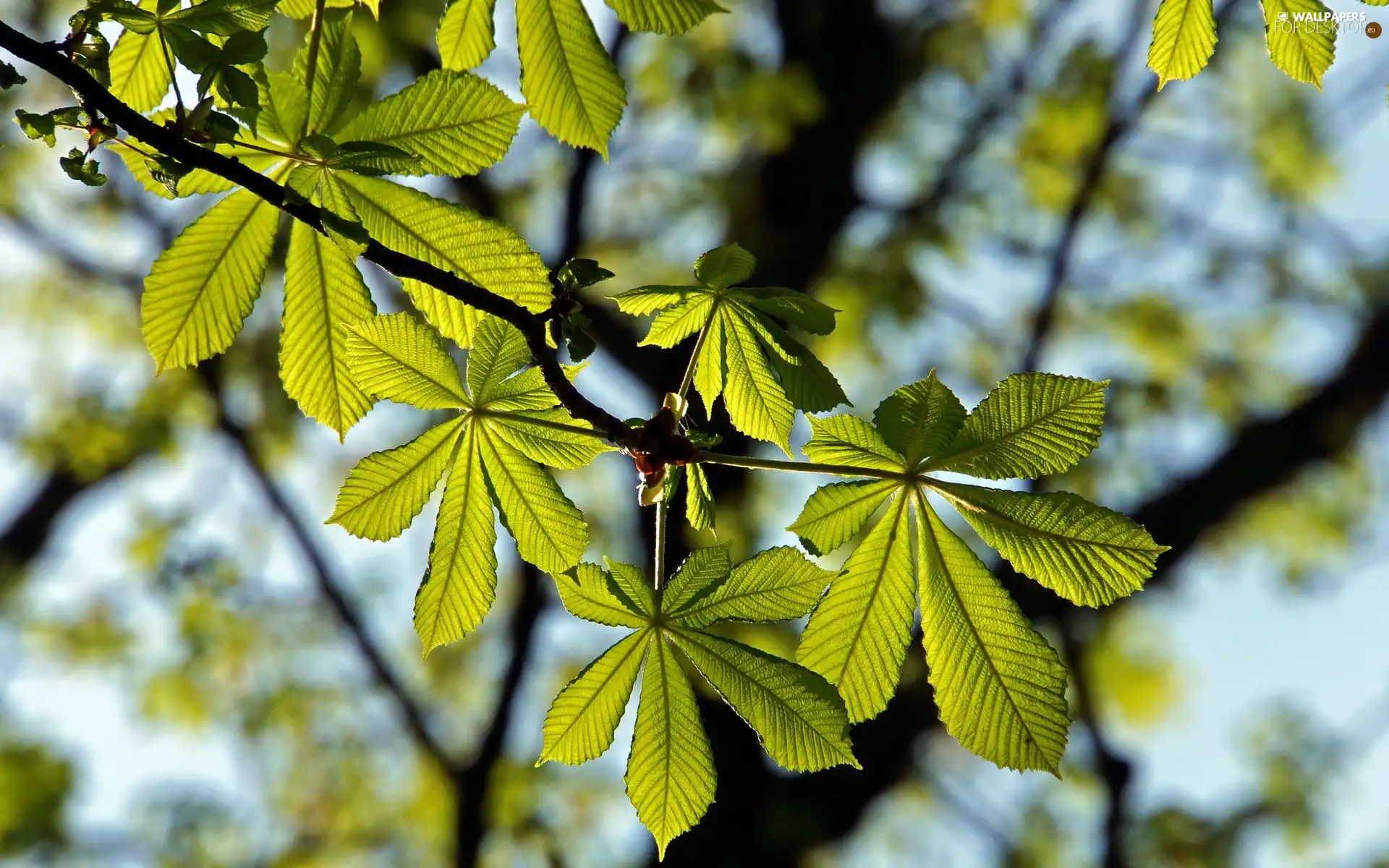 Close, Leaf, chestnut