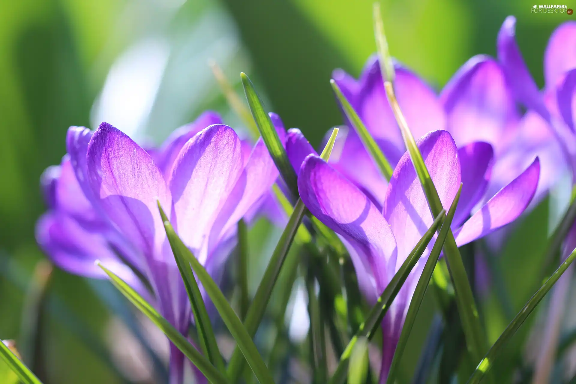 Close, purple, crocuses