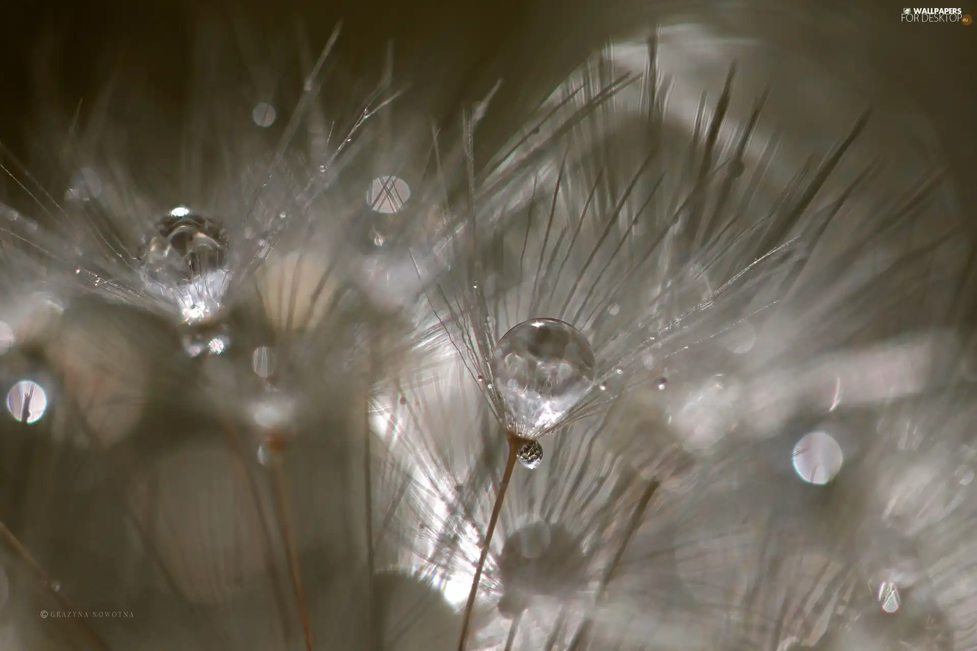 Common Dandelion, drops, Close, dandelion