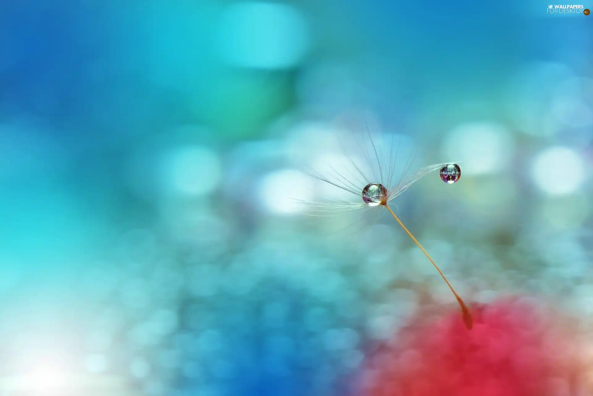 dandelion, water, Close, drops