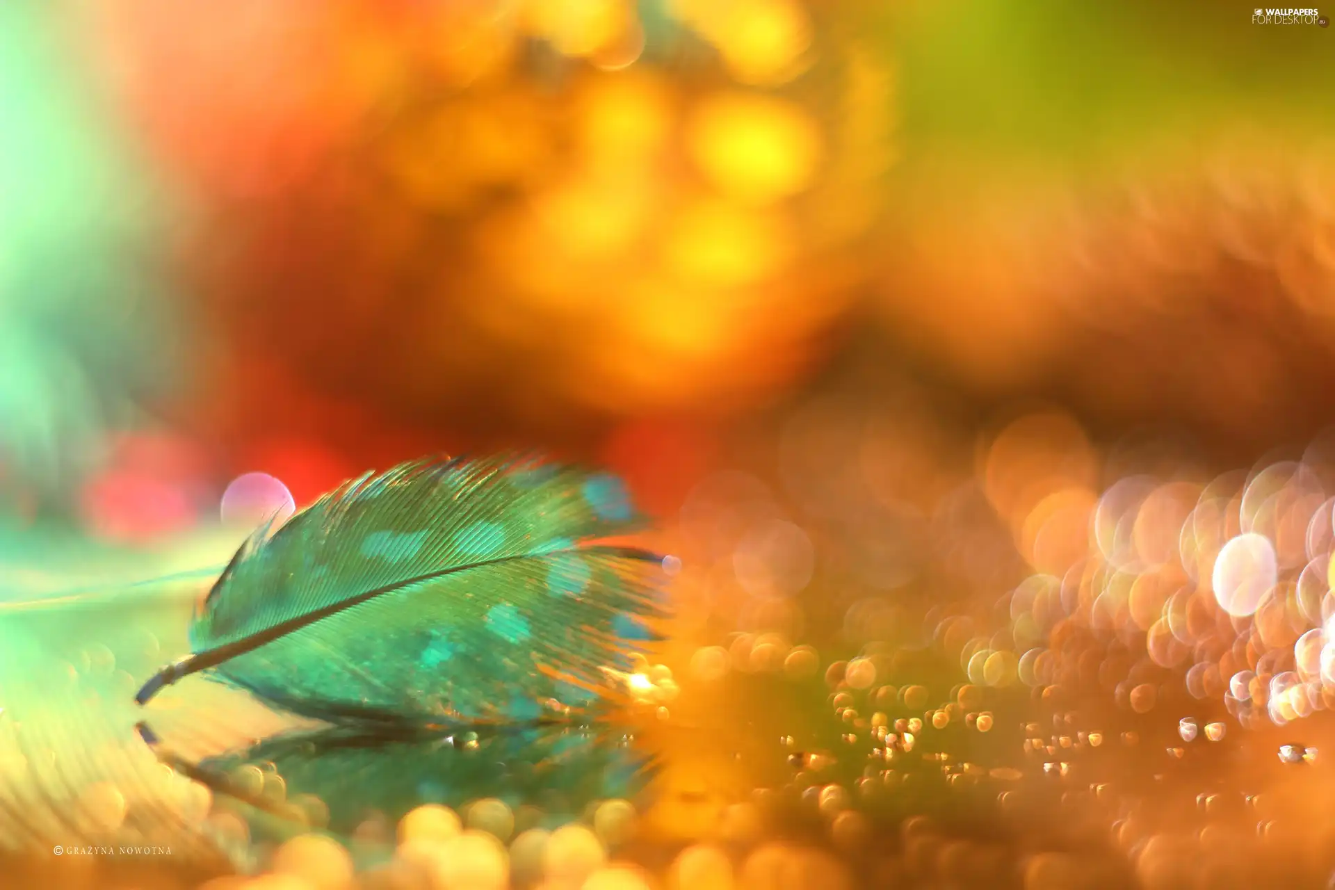 feather, Bokeh, Close, Blue