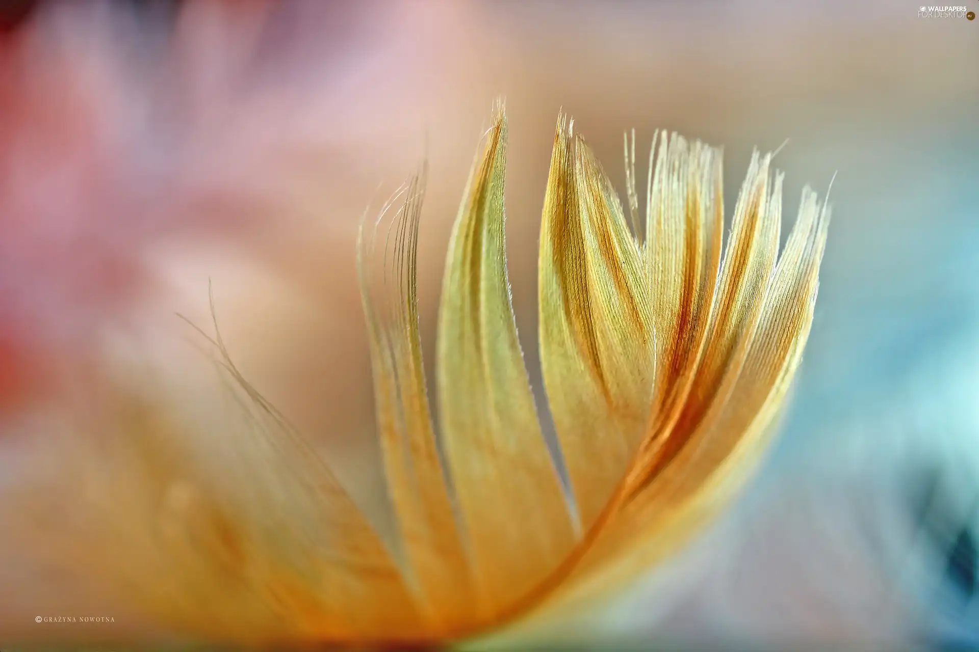 Close, Yellow, feather