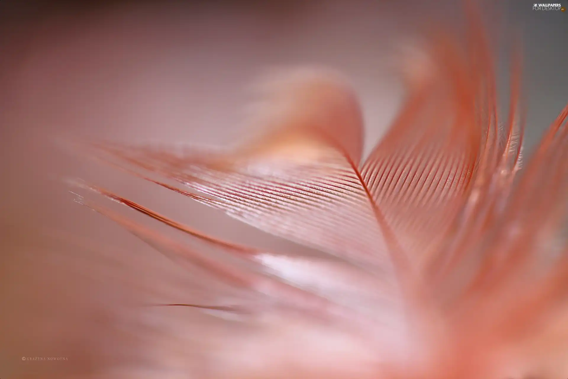 feather, Close