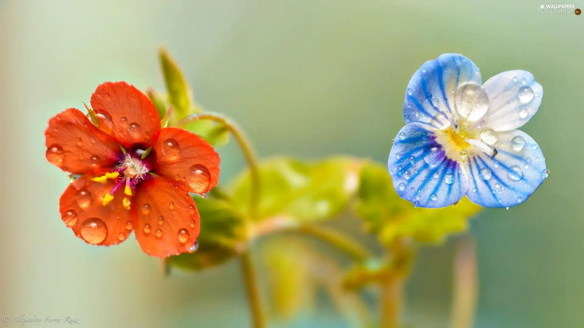 Flowers, dew, Close, drops