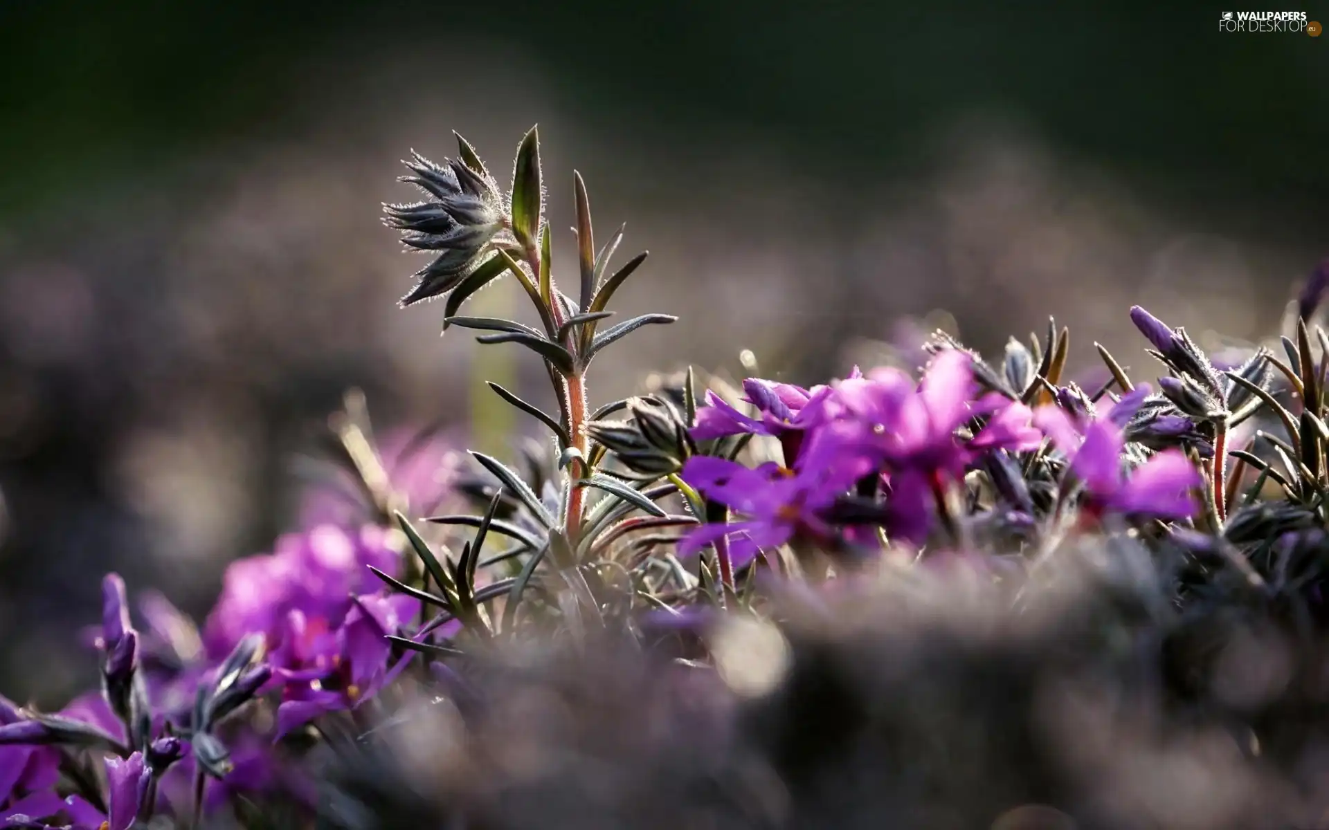 Close, purple, Flowers
