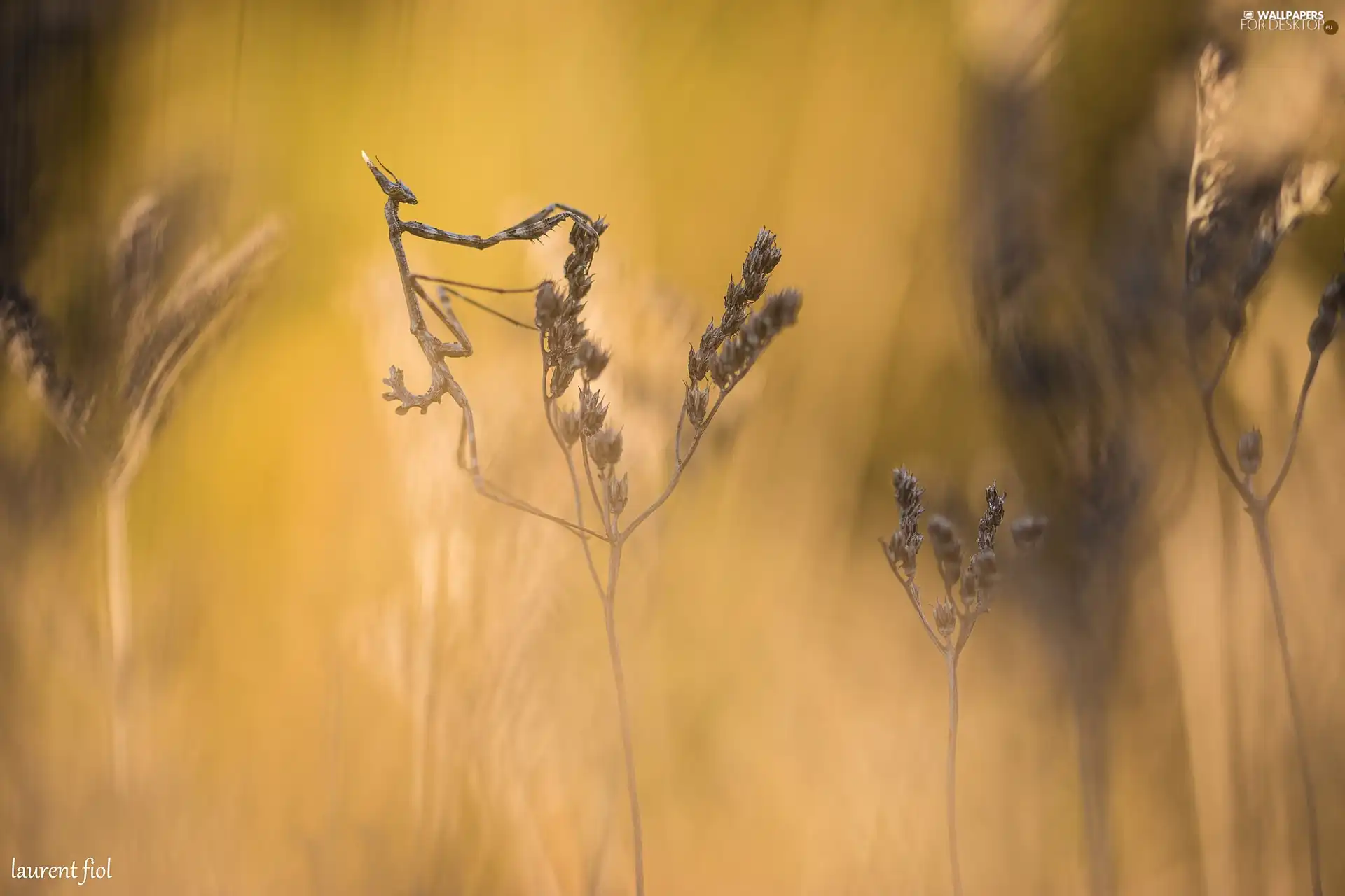 Close, mantis, grass