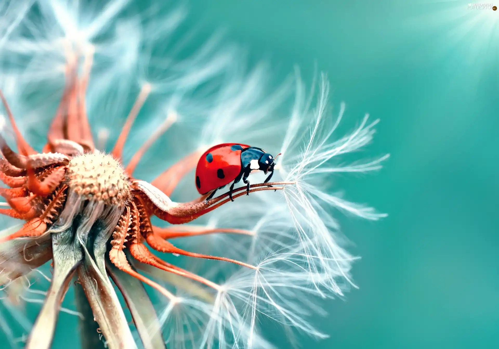 ladybird, puffball, Close, dandelion
